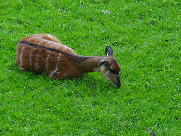 Tragelaphus spekei gratus