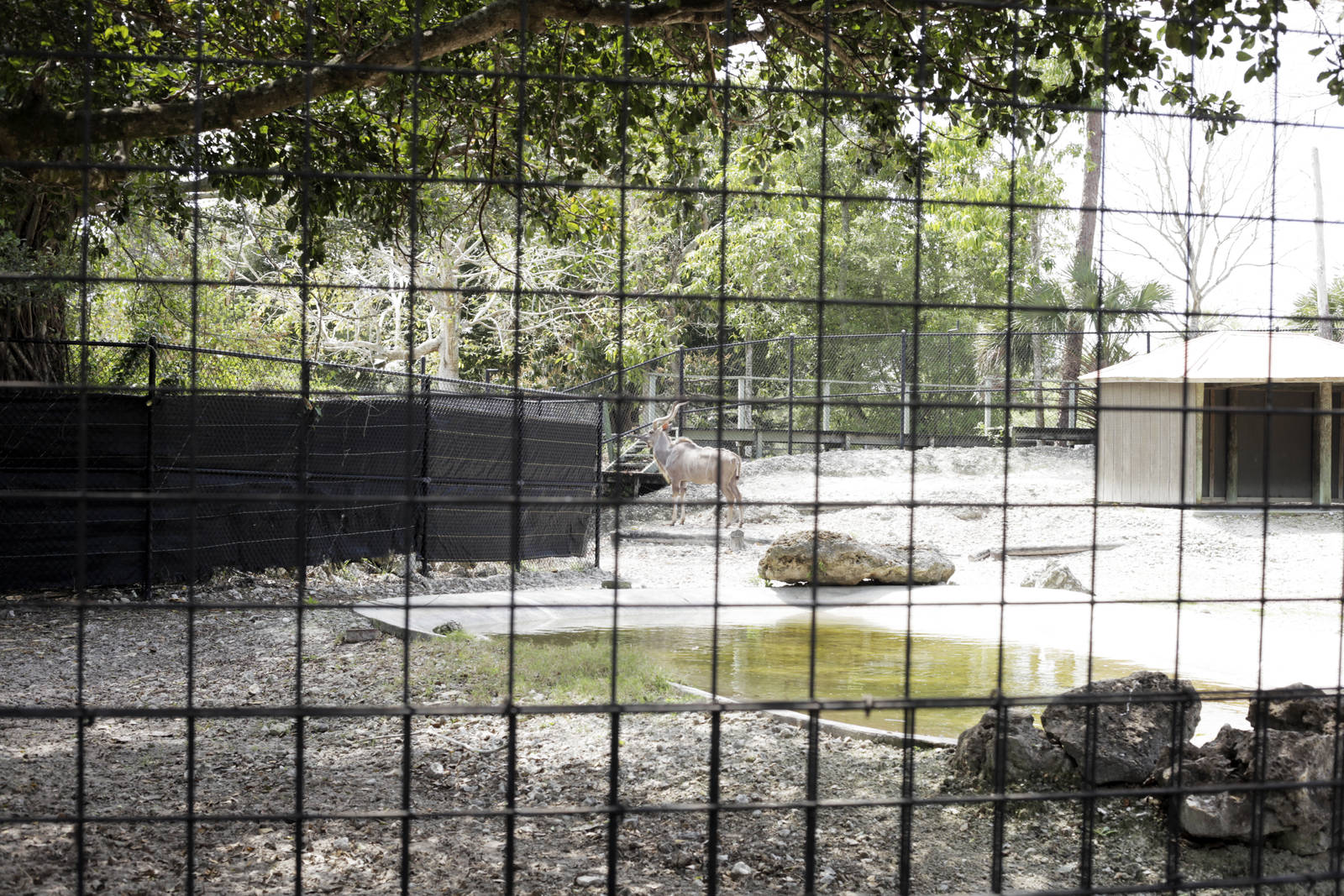 Tragelaphus strepsiceros - Kudu