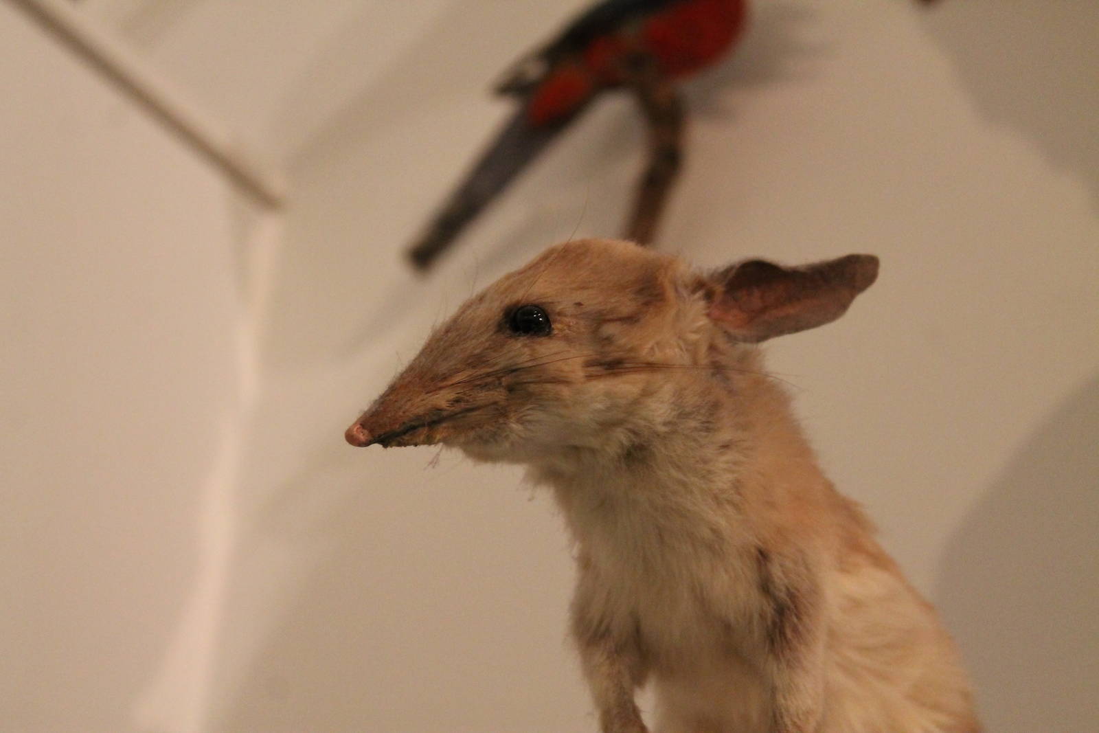Tragic Taxidermy 10