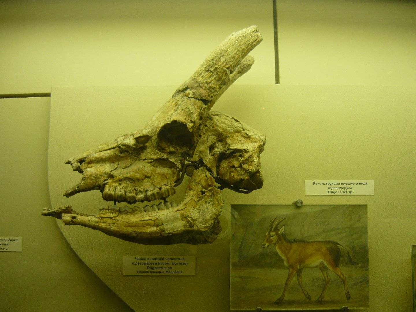 Tragocerus sp. skull and reconstruction