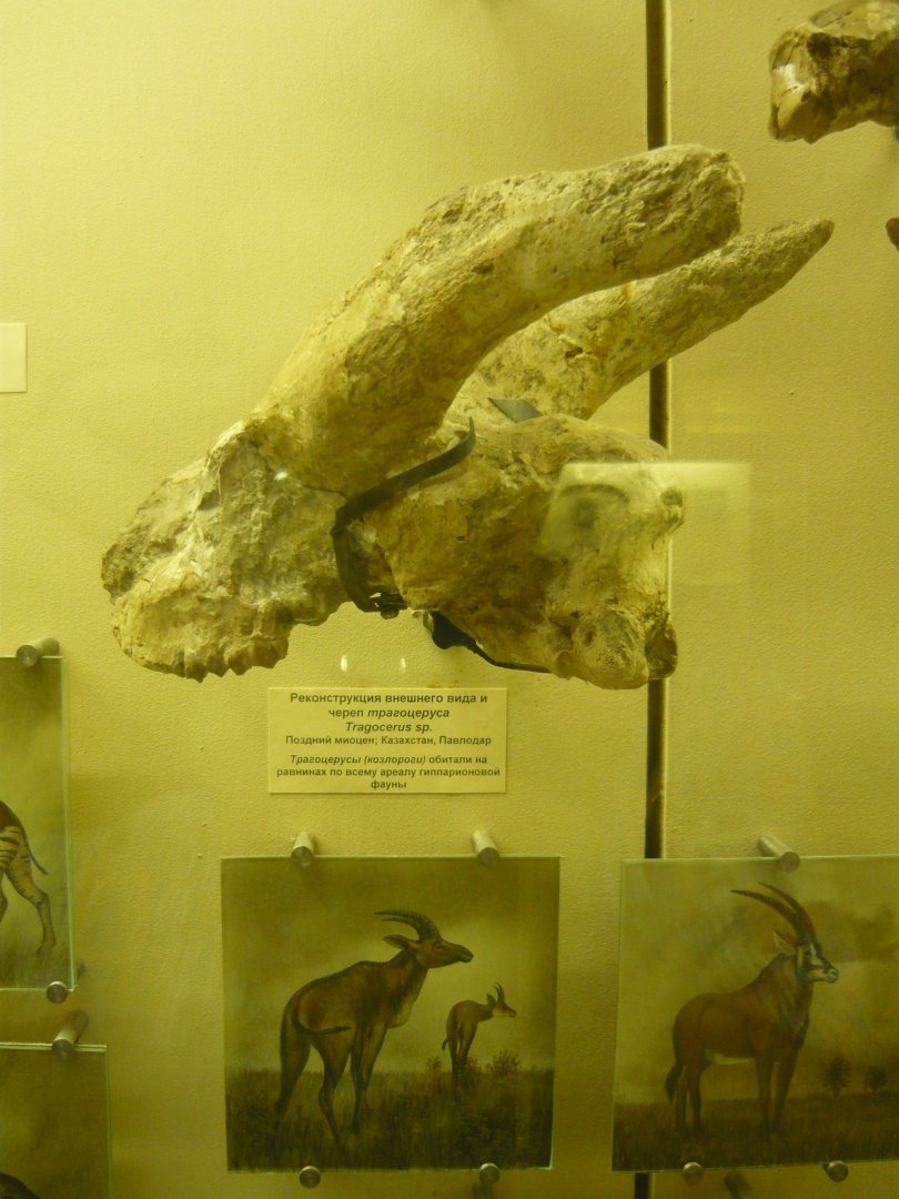 Tragocerus sp. skull fragment