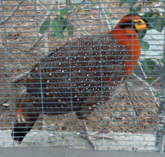 Tragopan blythii