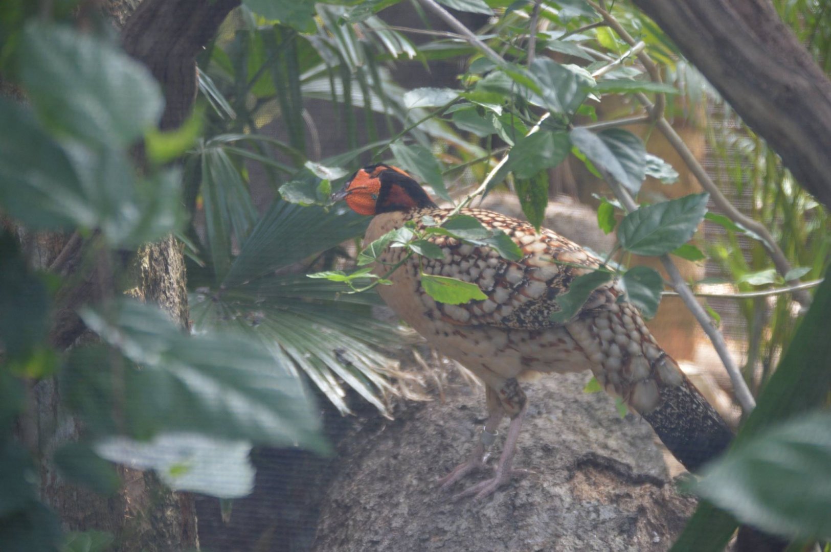 Tragopan caboti