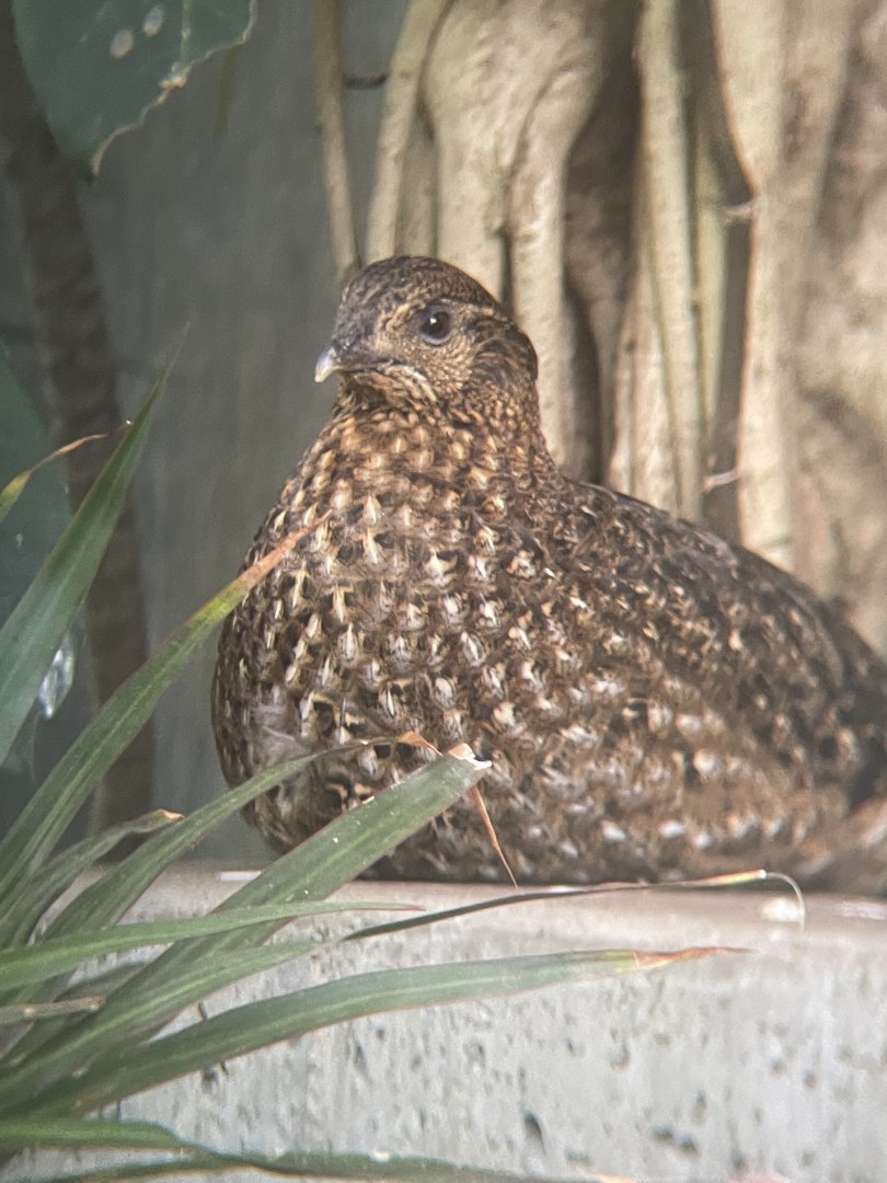 Tragopan ID?