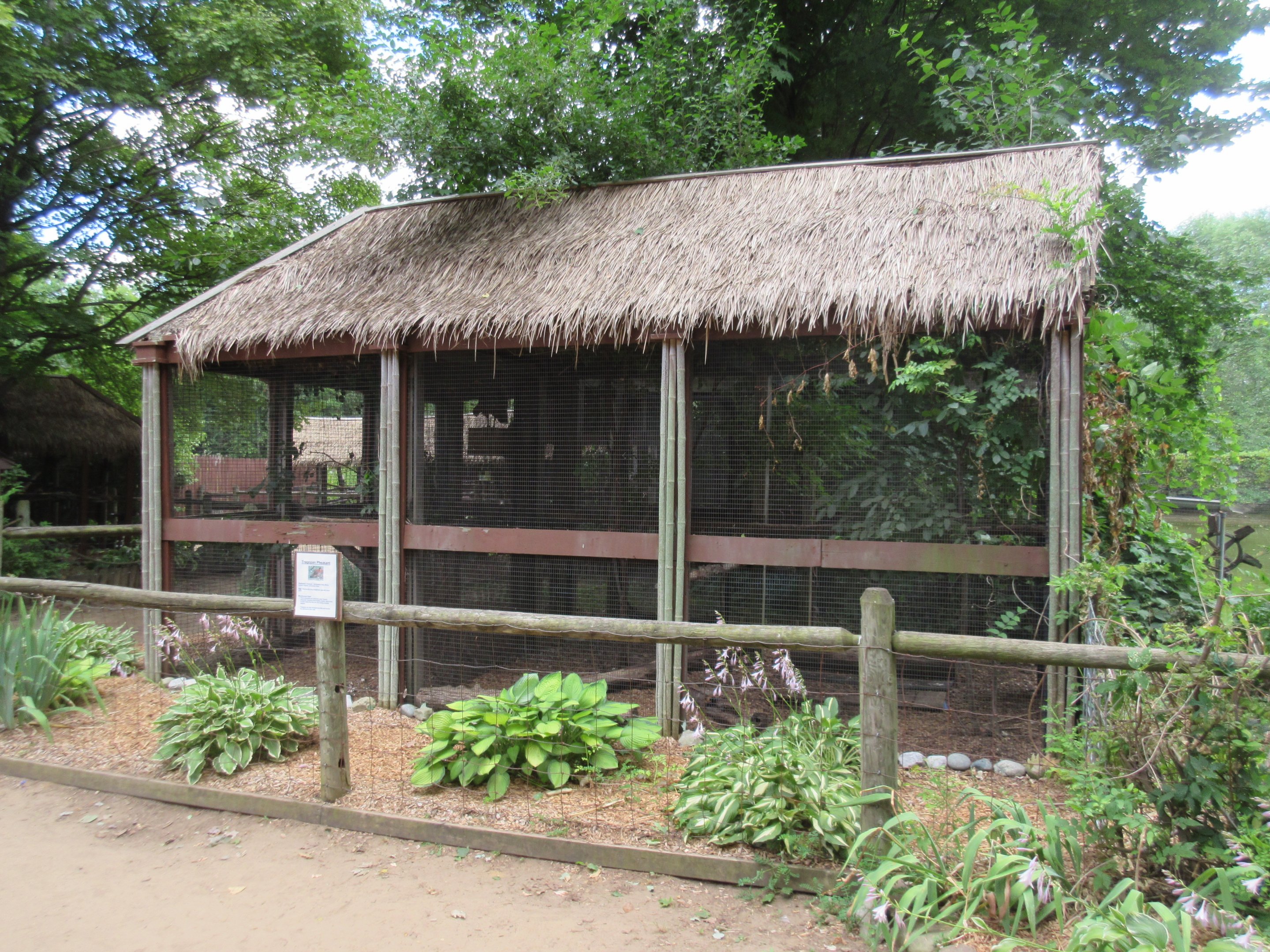Tragopan Pheasant Exhibit