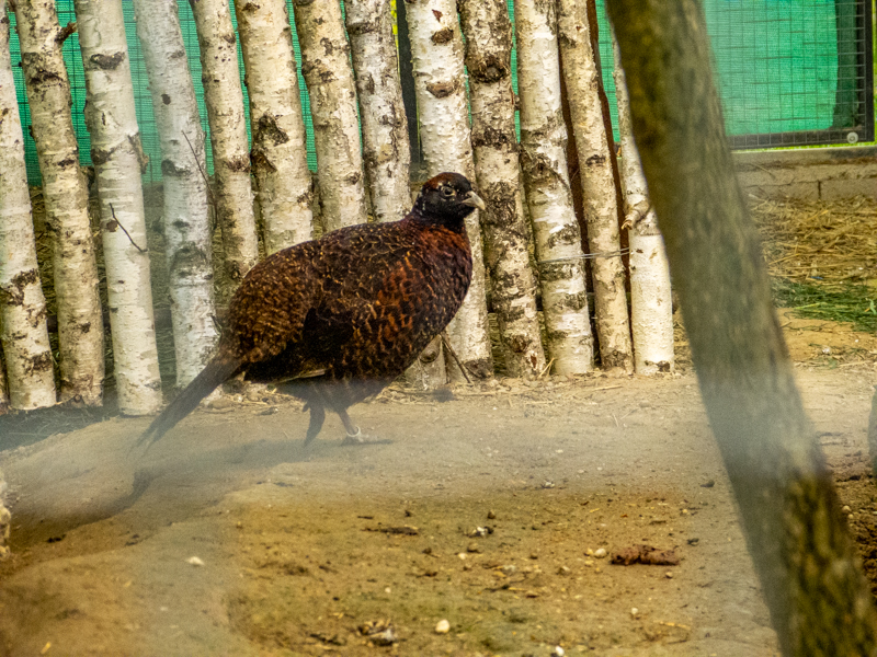 tragopan