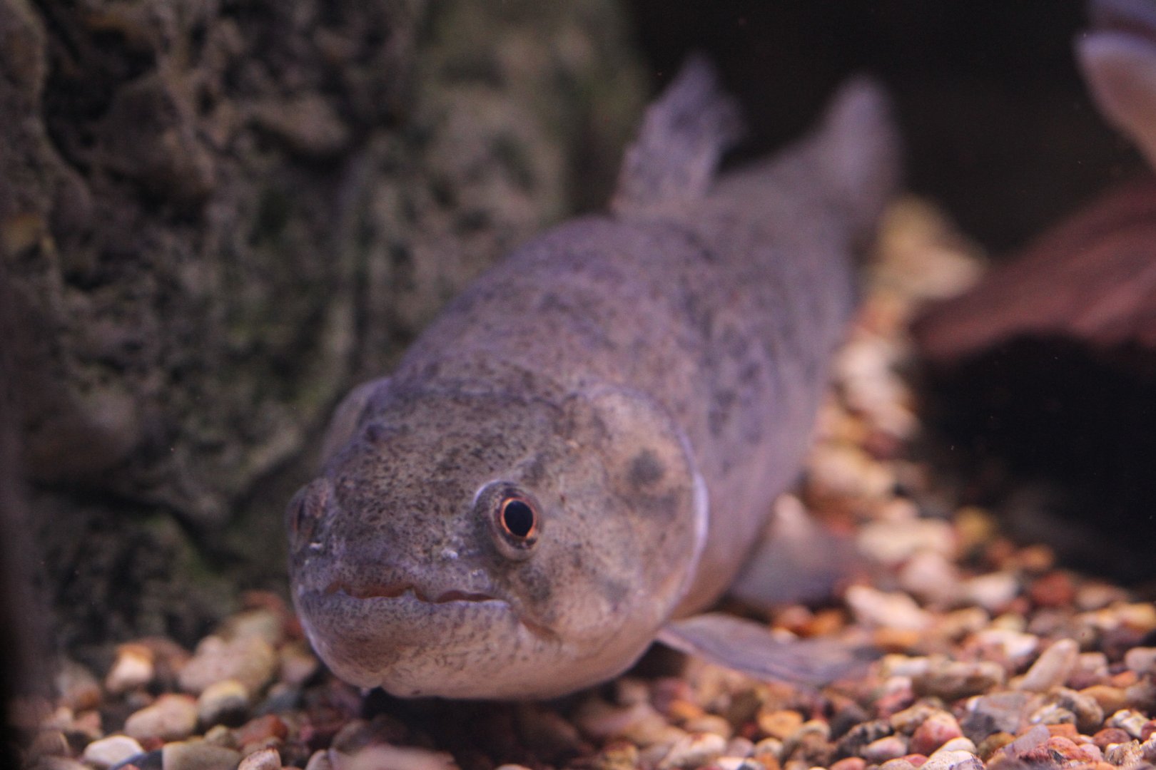 Trahira (Hoplias malabaricus)