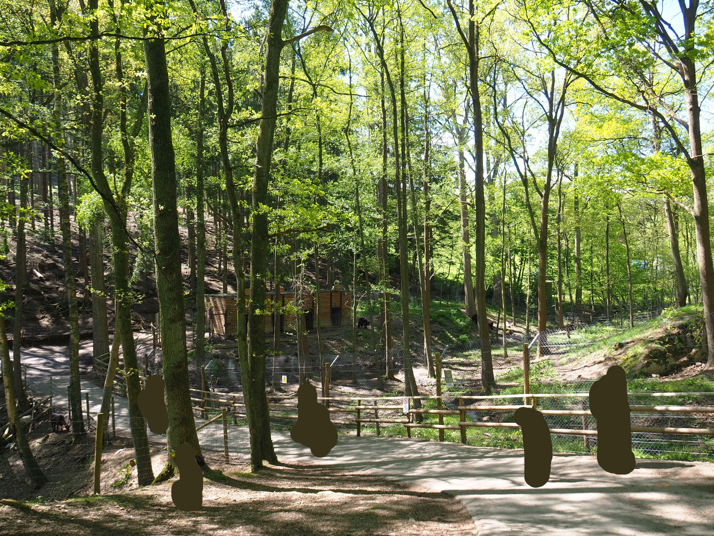 Trail alongside American black bear exhibit, 2021-05-29