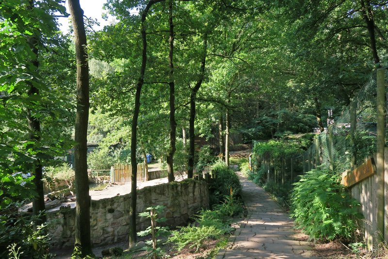 Trail at tapir (left side) and fishing cat (right side)