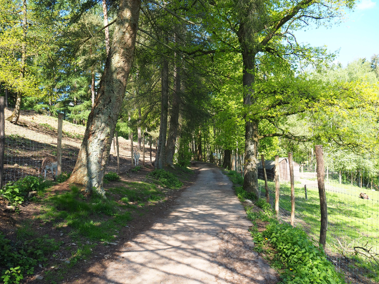 Trail between paddocks, 2021-05-29