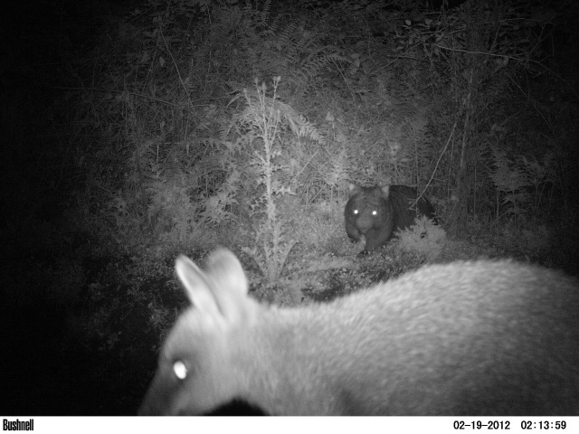 Trail Camera photos