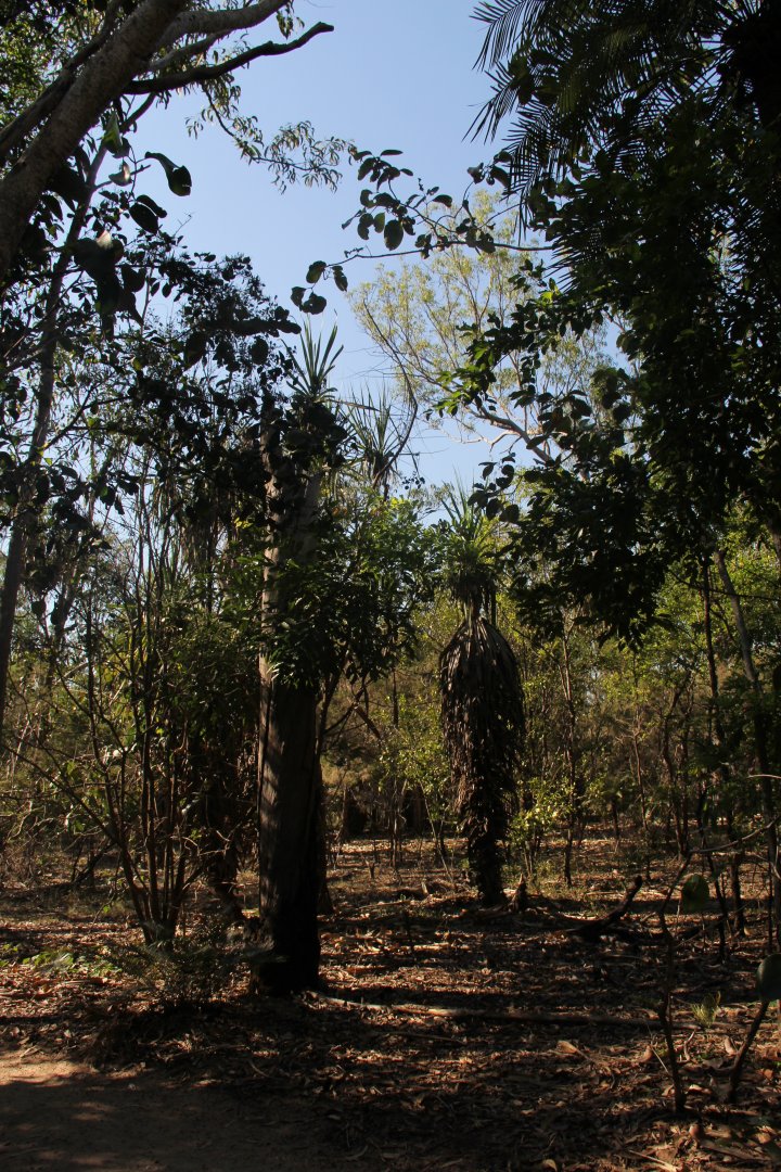 trail leading to wallaroo and wallaby feeding