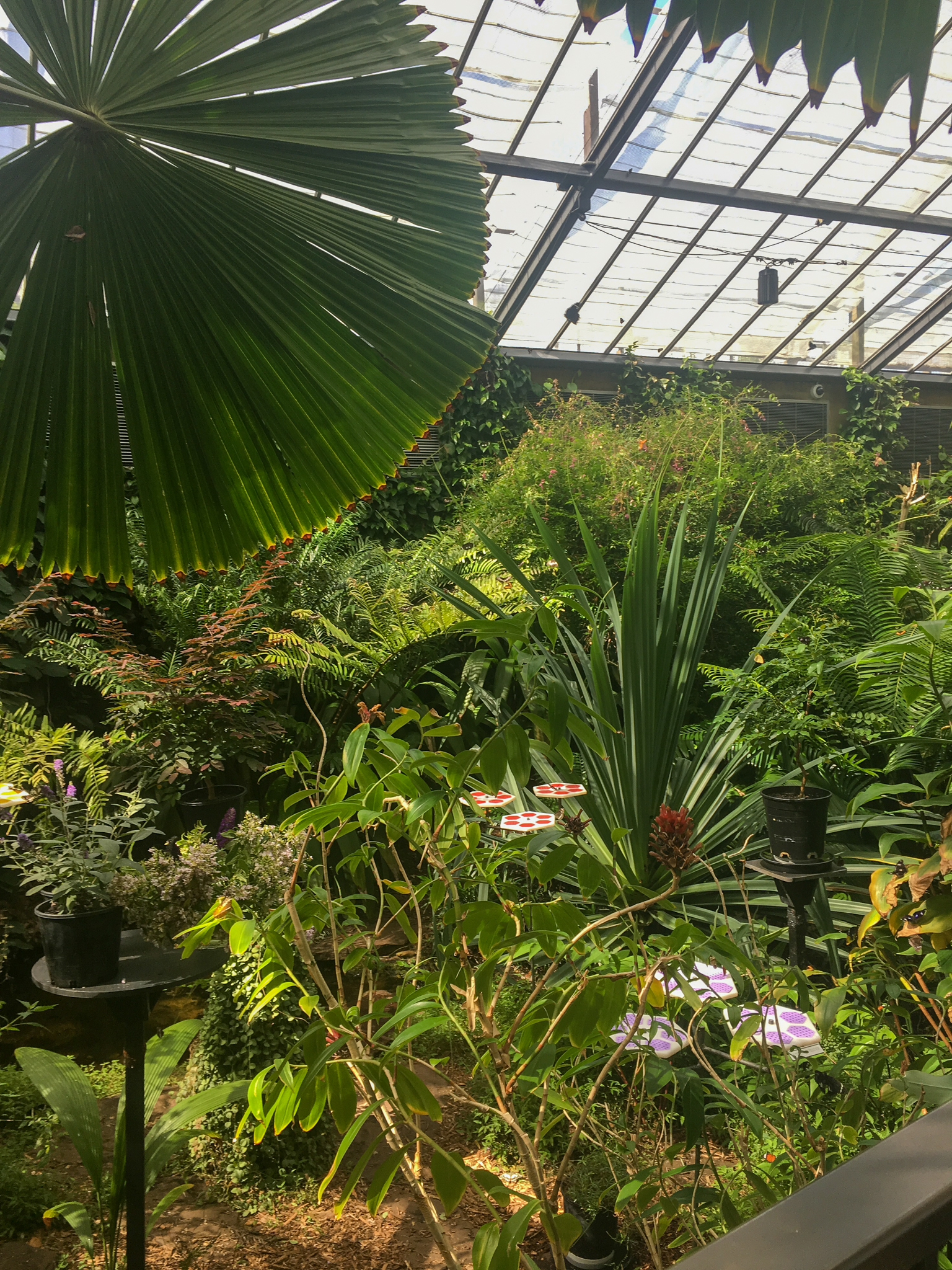 Trail of the Elephants - Butterfly House - December 2018