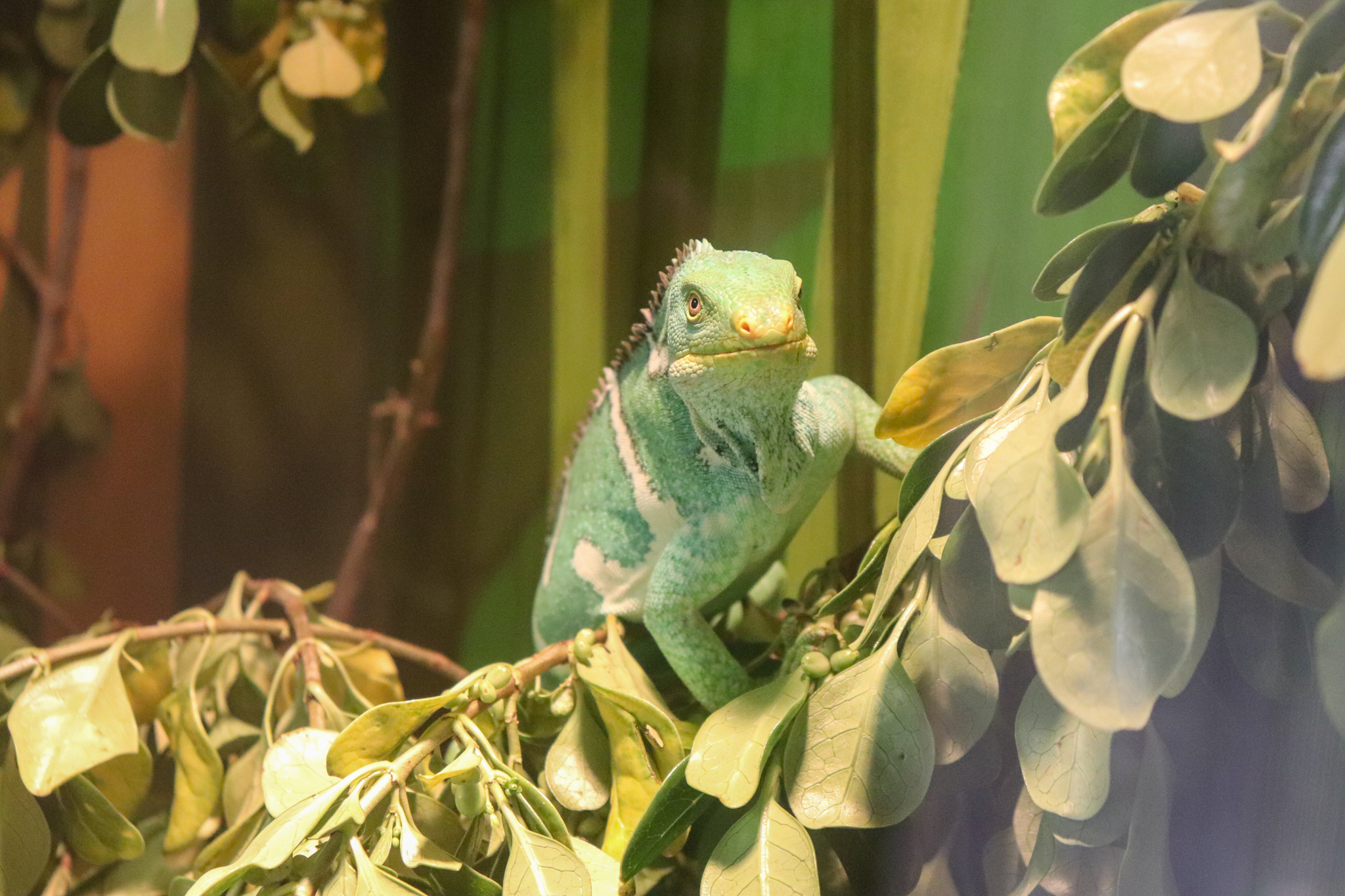 Trail of the Elephants - Fijian crested Iguana (Brachylophus vitiensis) - December 2018