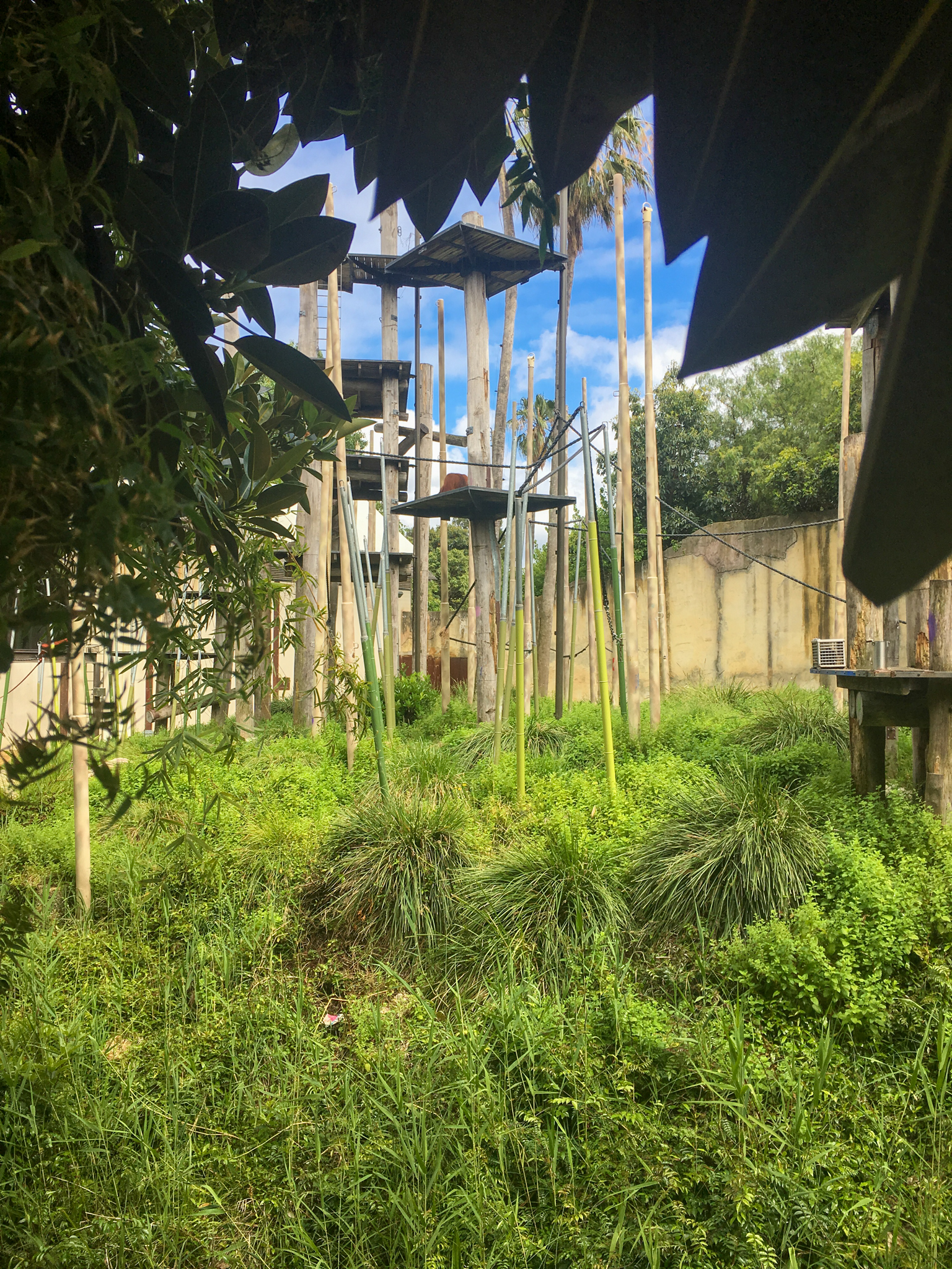 Trail of the Elephants - Main Orangutan Enclosure - December 2018