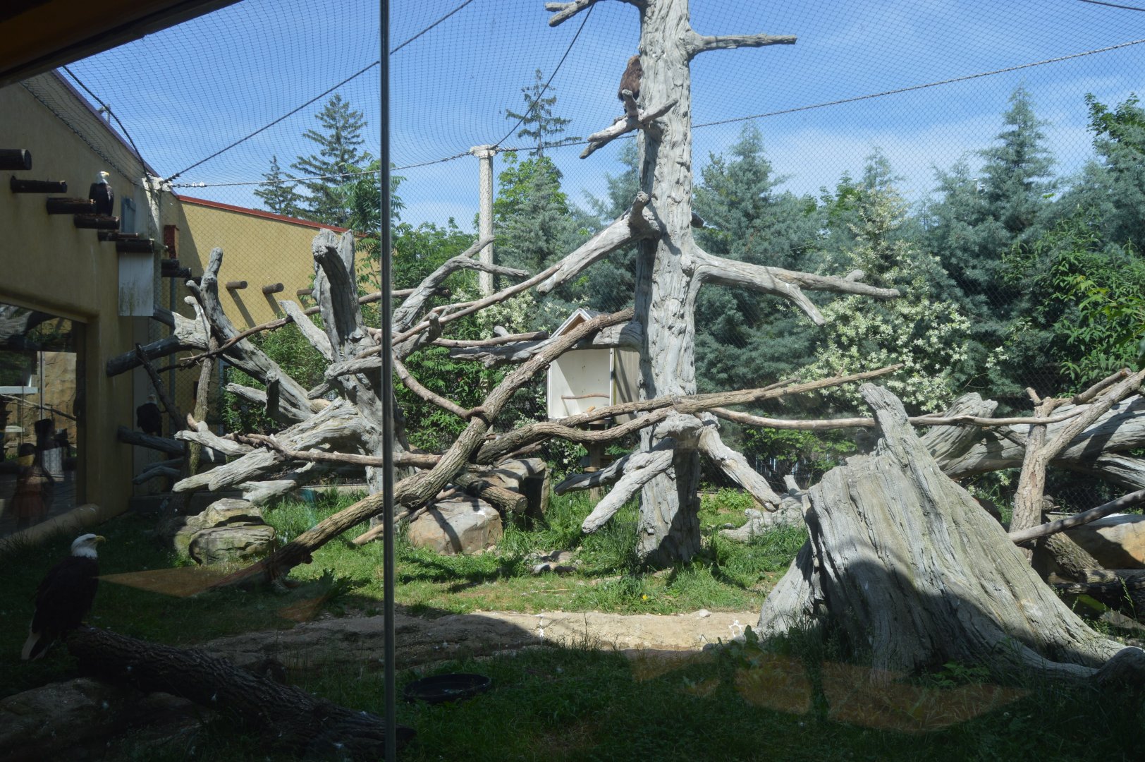 Trail of the Jaguar - Bald Eagle Exhibit