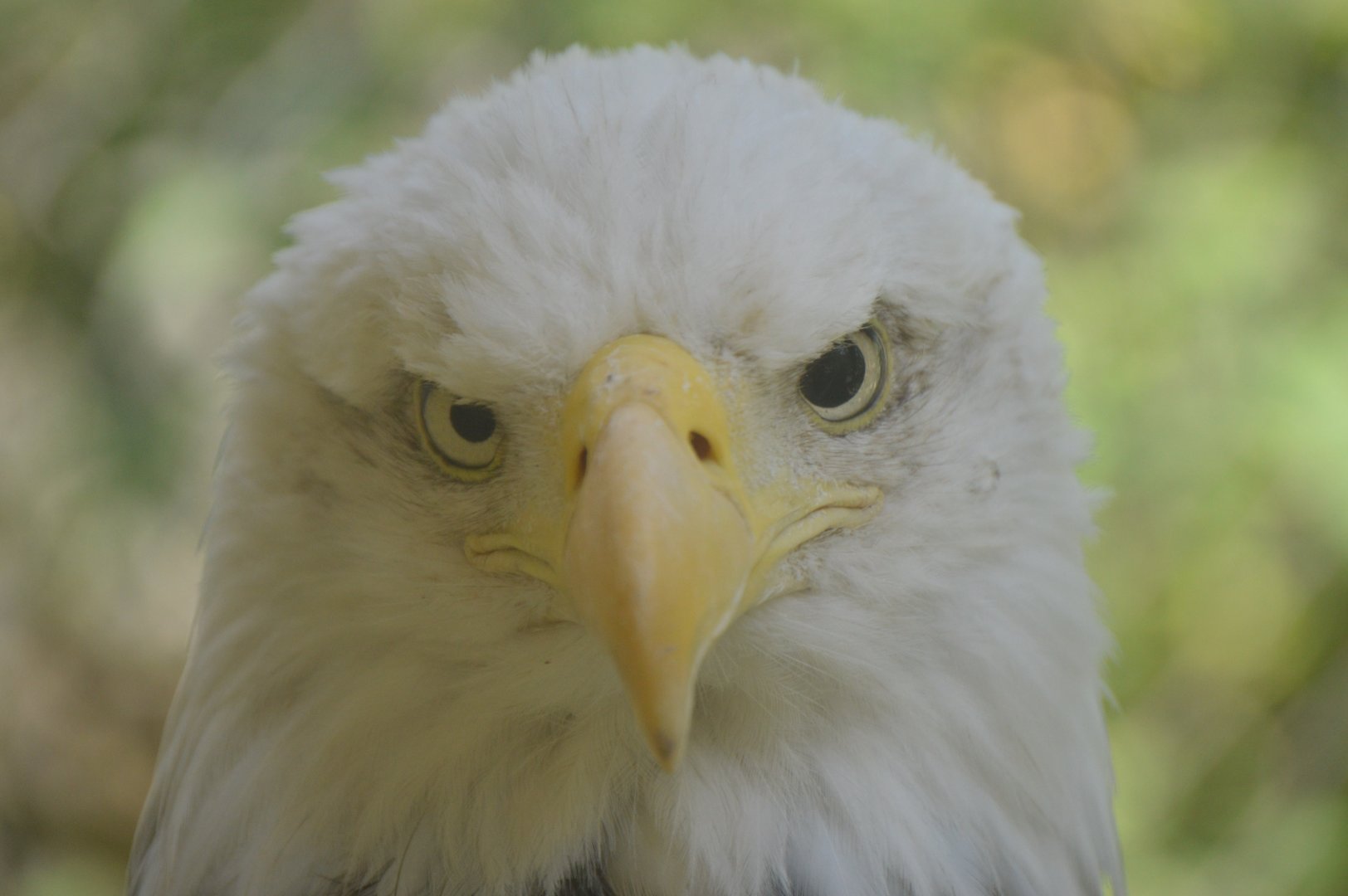 Trail of the Jaguar - Bald Eagle (Haliaeetus leucocephalus)
