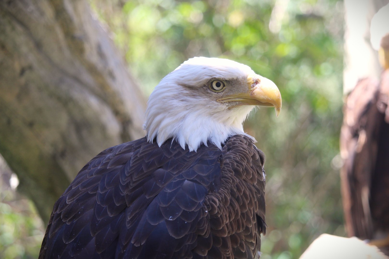 Trail of the Jaguar - Bald Eagle