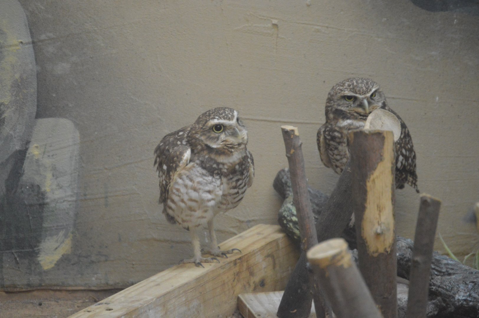 Trail of the Jaguar - Burrowing Owl (Athene cunicularia)