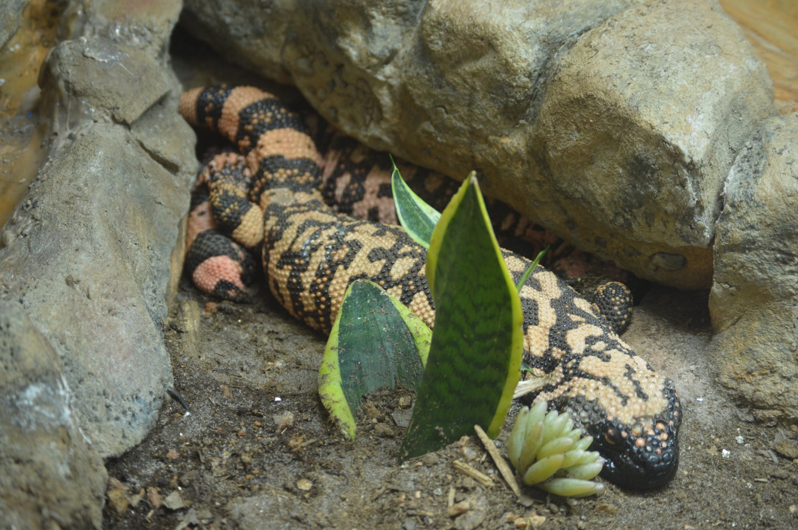 Trail of the Jaguar - Gila Monster (Heloderma suspectum)