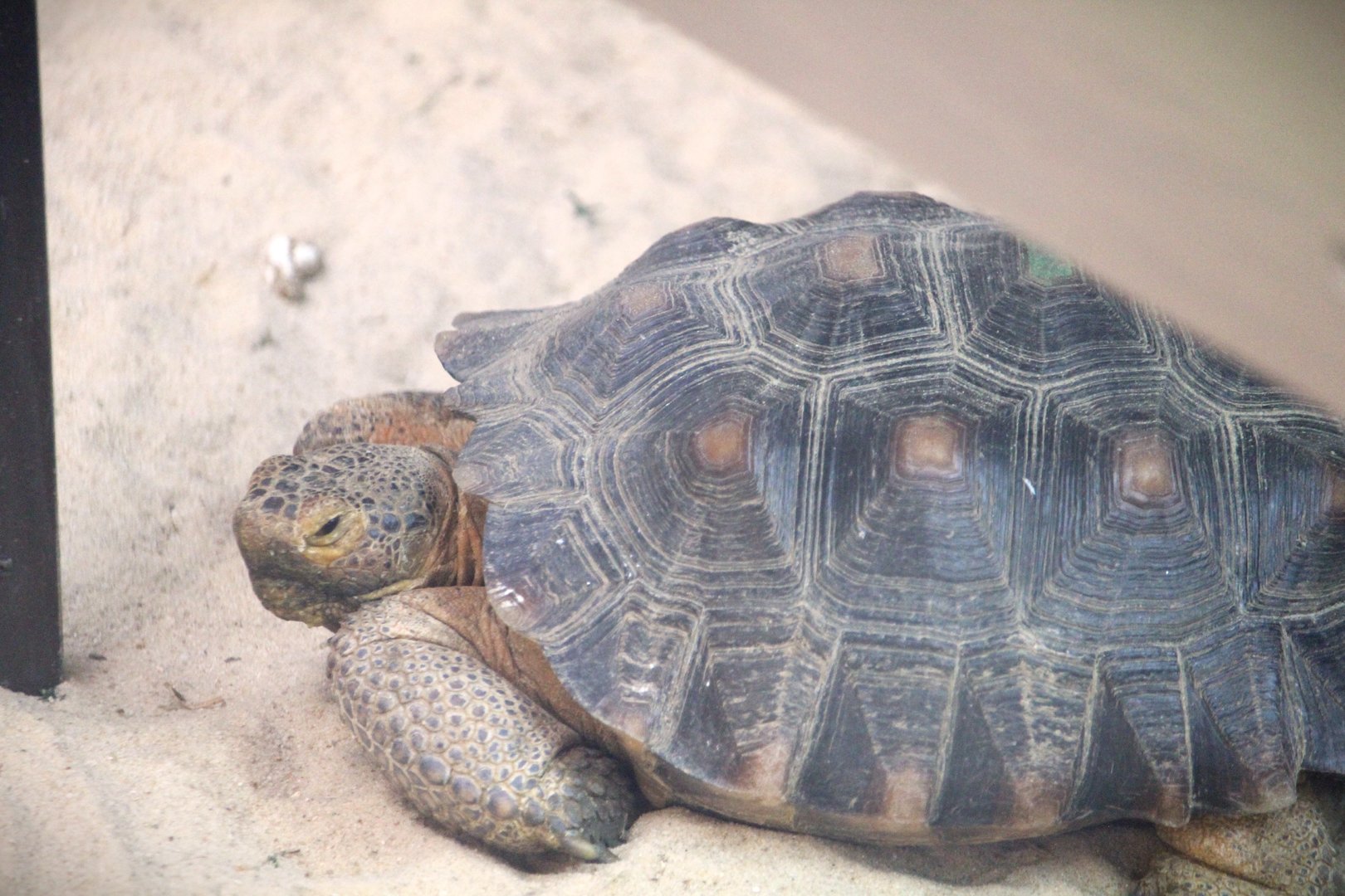 Trail of the Jaguar - Mojave Desert Tortoise