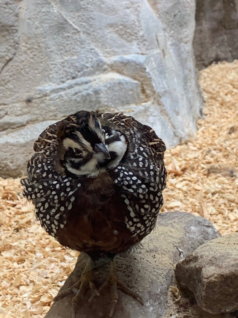 Trail of the Jaguar - Montezuma Quail