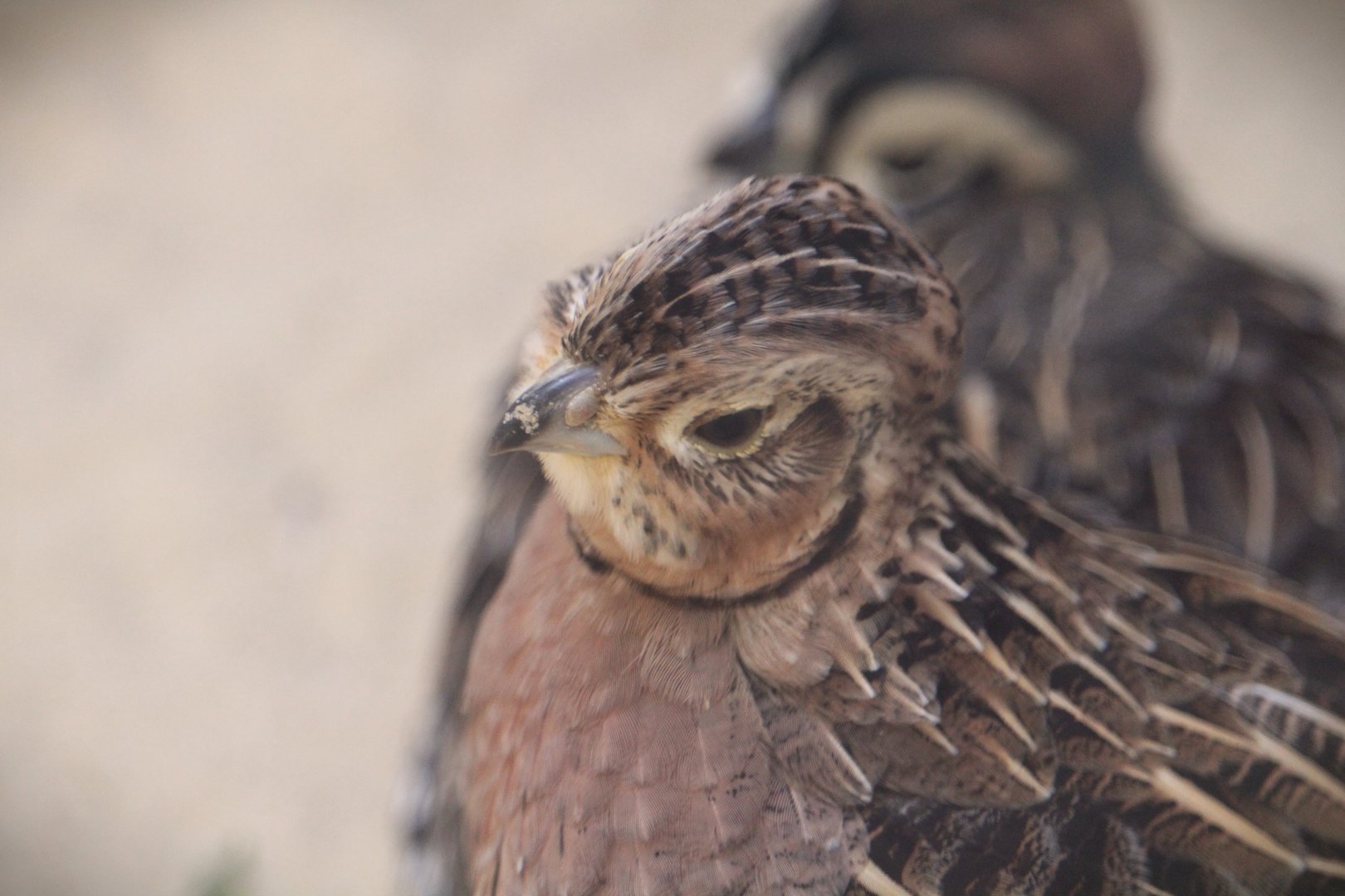 Trail of the Jaguar - Montezuma Quail
