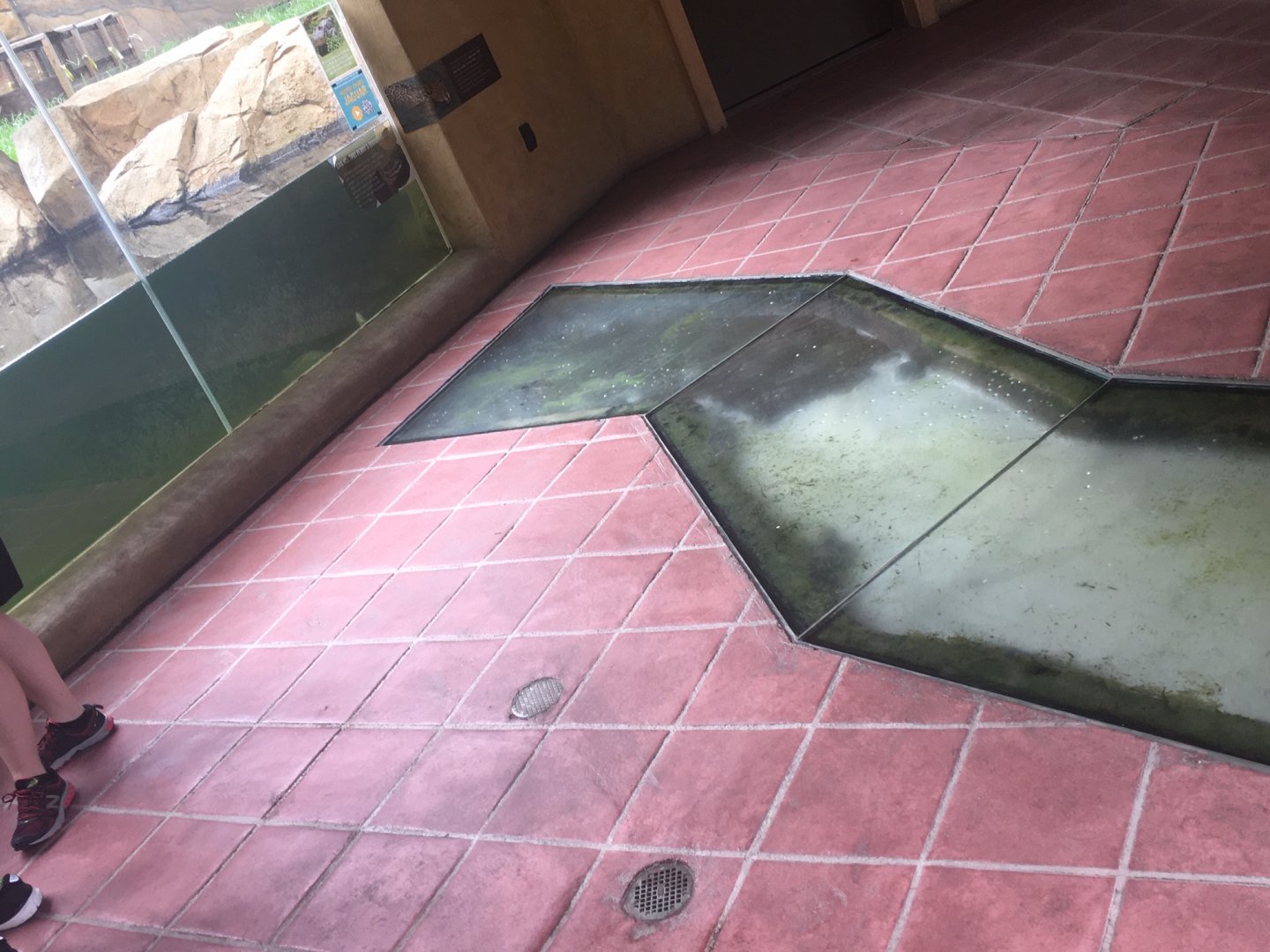 Trail of the Jaguar - Stream flows from Jaguar habitat, under path, and into the Ocelot habitat