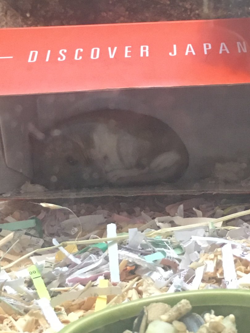 Trail of the Jaguar - White-throated Woodrat discovering Japan