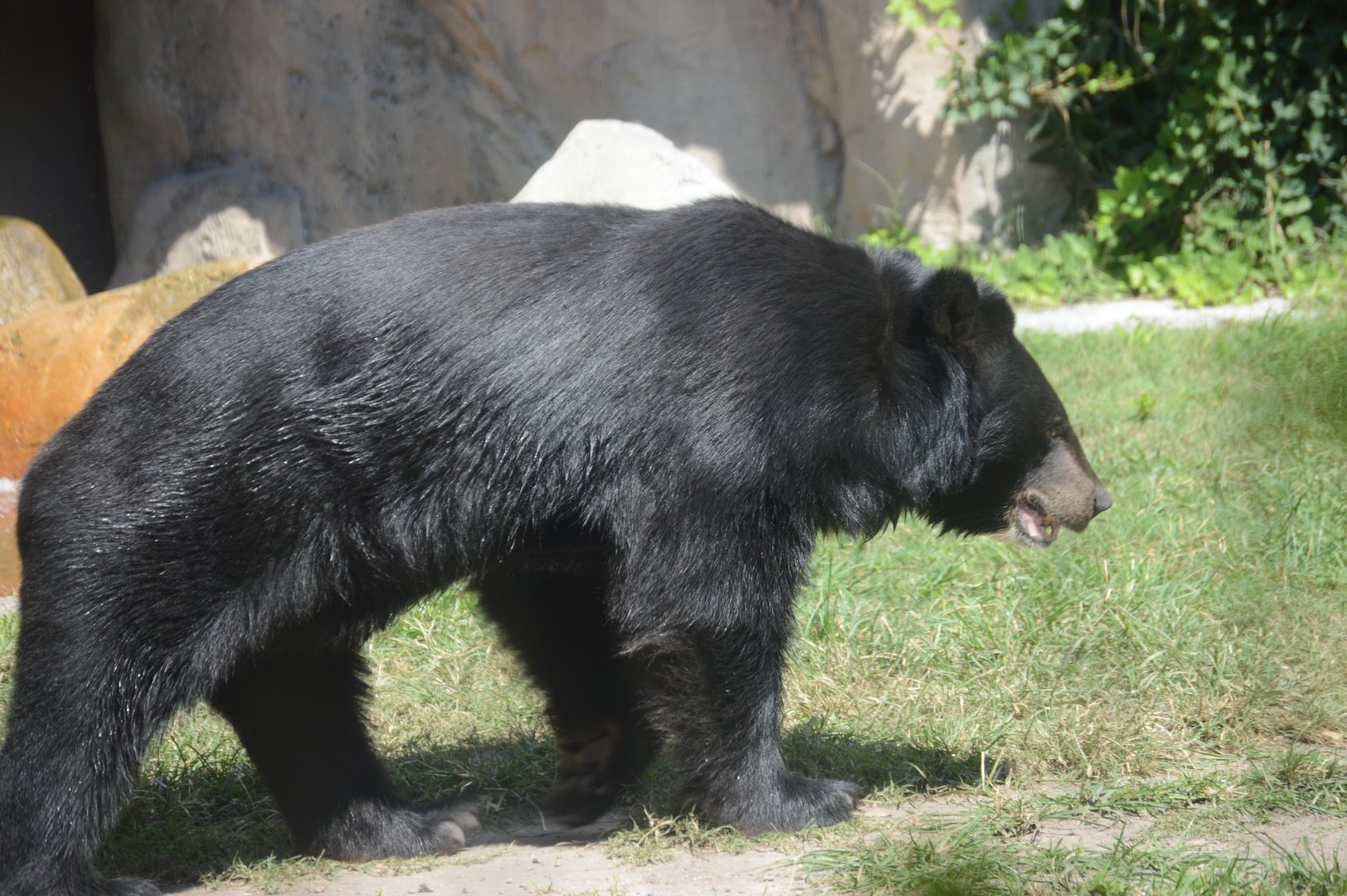 Trail of the Tiger - Asian Black Bear (Ursus thibetanus)