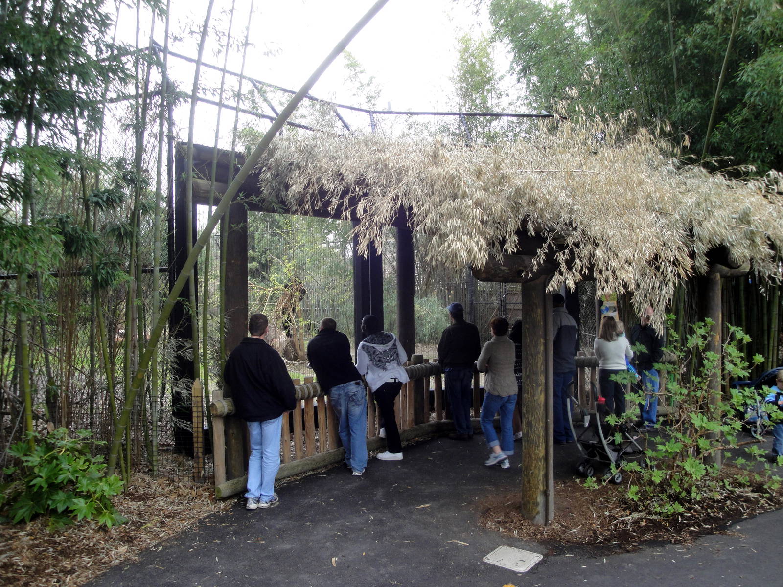 Trail of the Tiger - Asian Black Bear Viewing Area