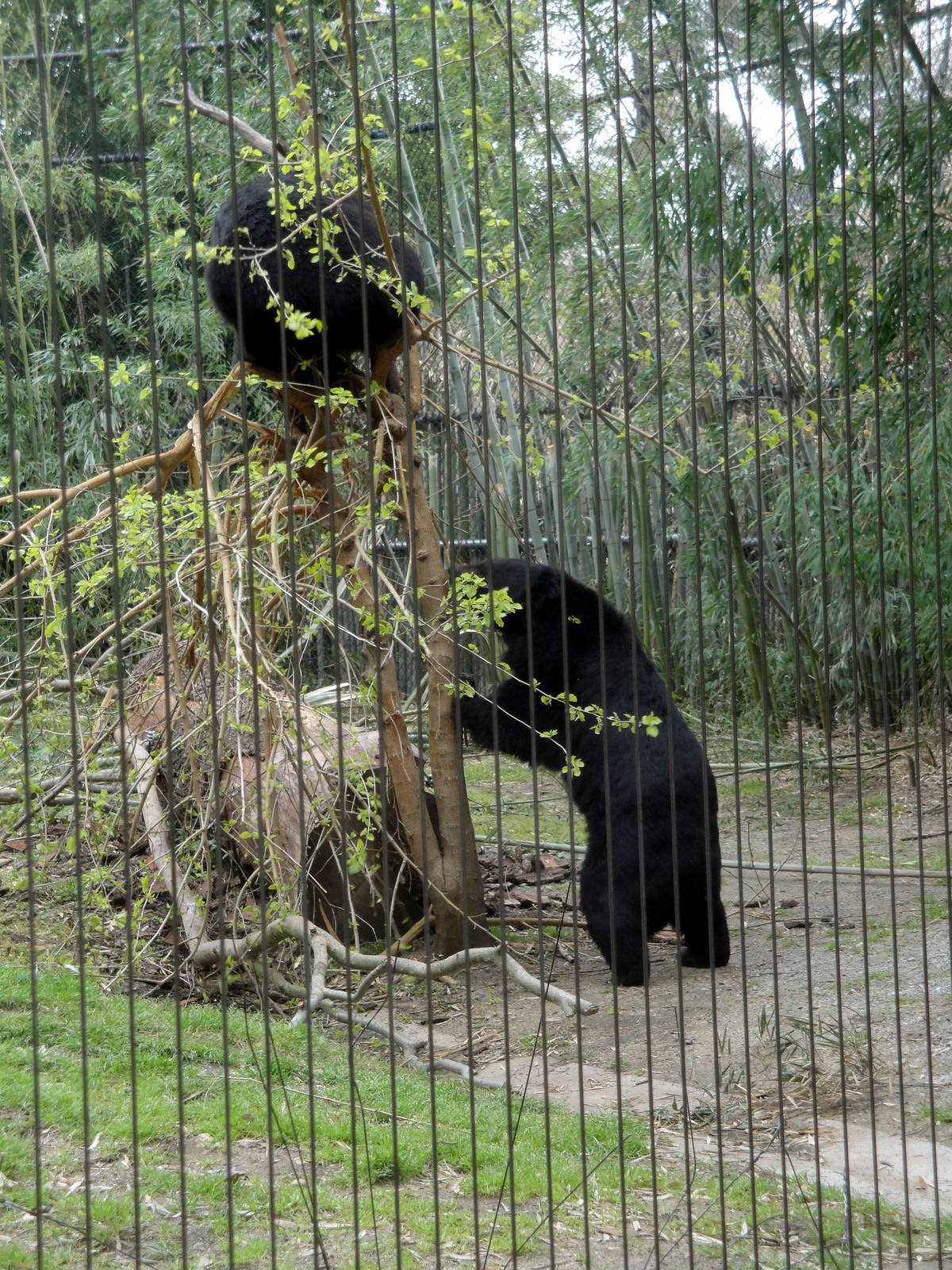 Trail of the Tiger - Asian Black Bear