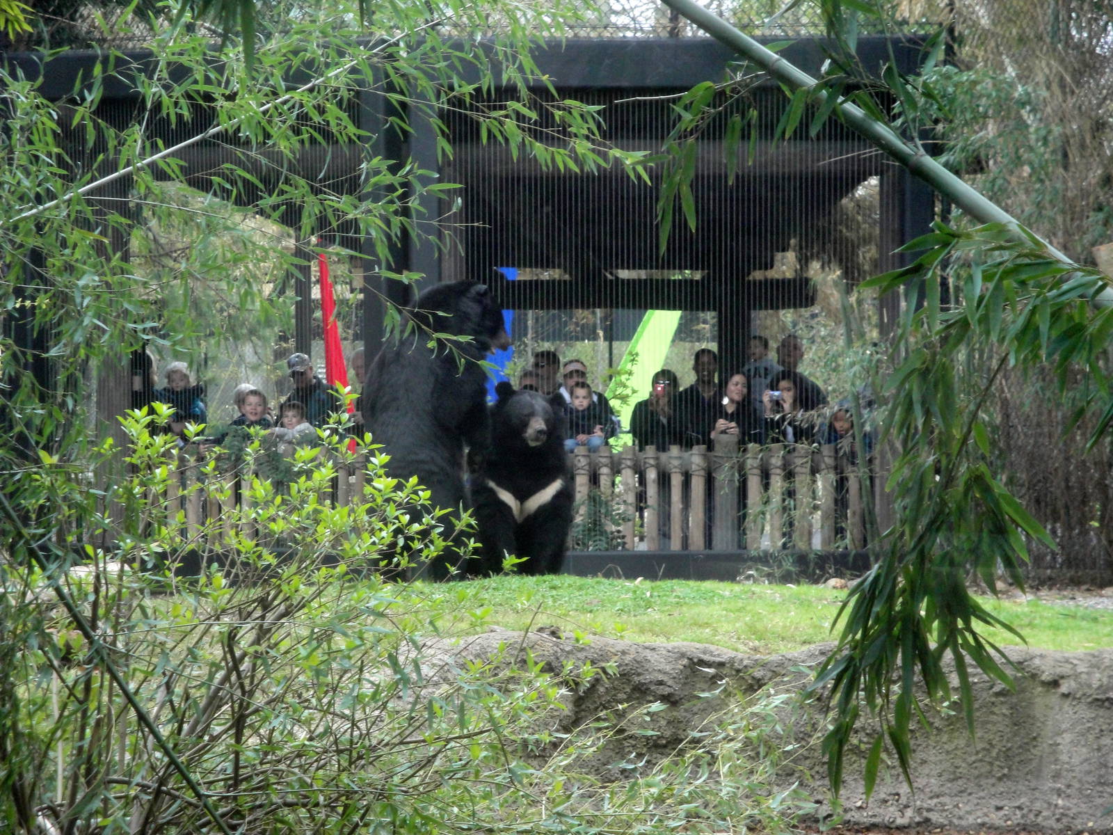 Trail of the Tiger - Asian Black Bear