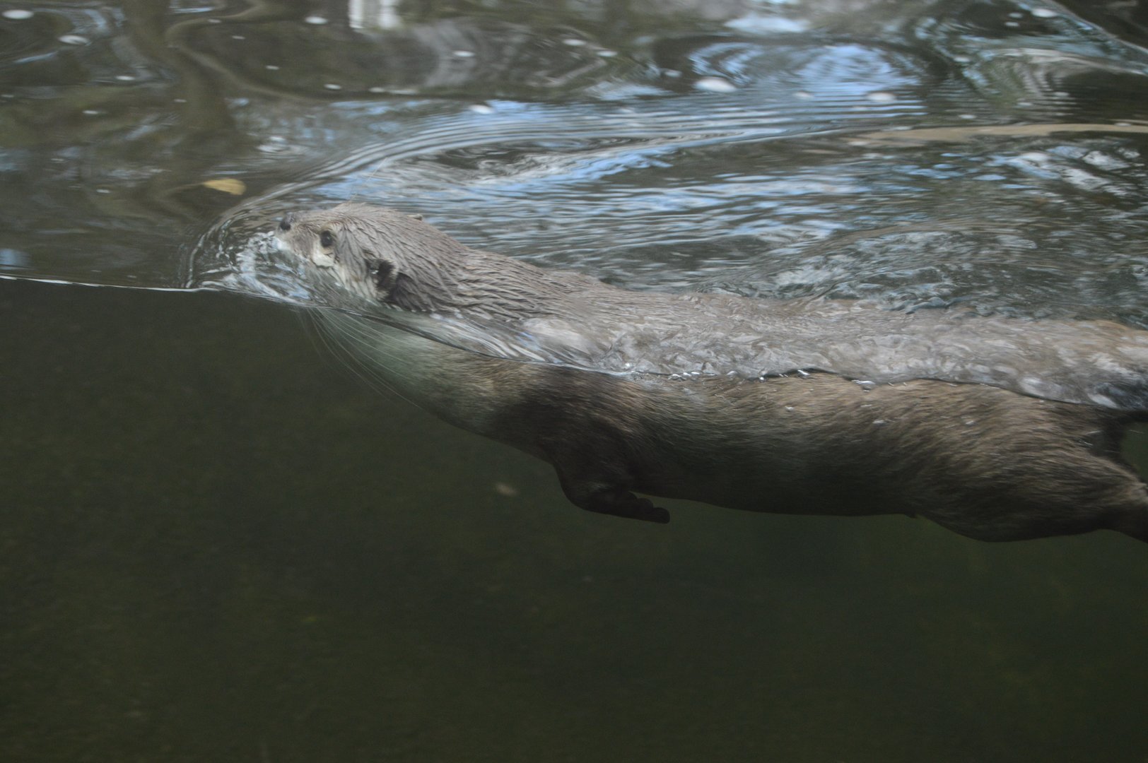 Trail of the Tiger - Asian Small-clawed Otter (Aonyx cinereus)