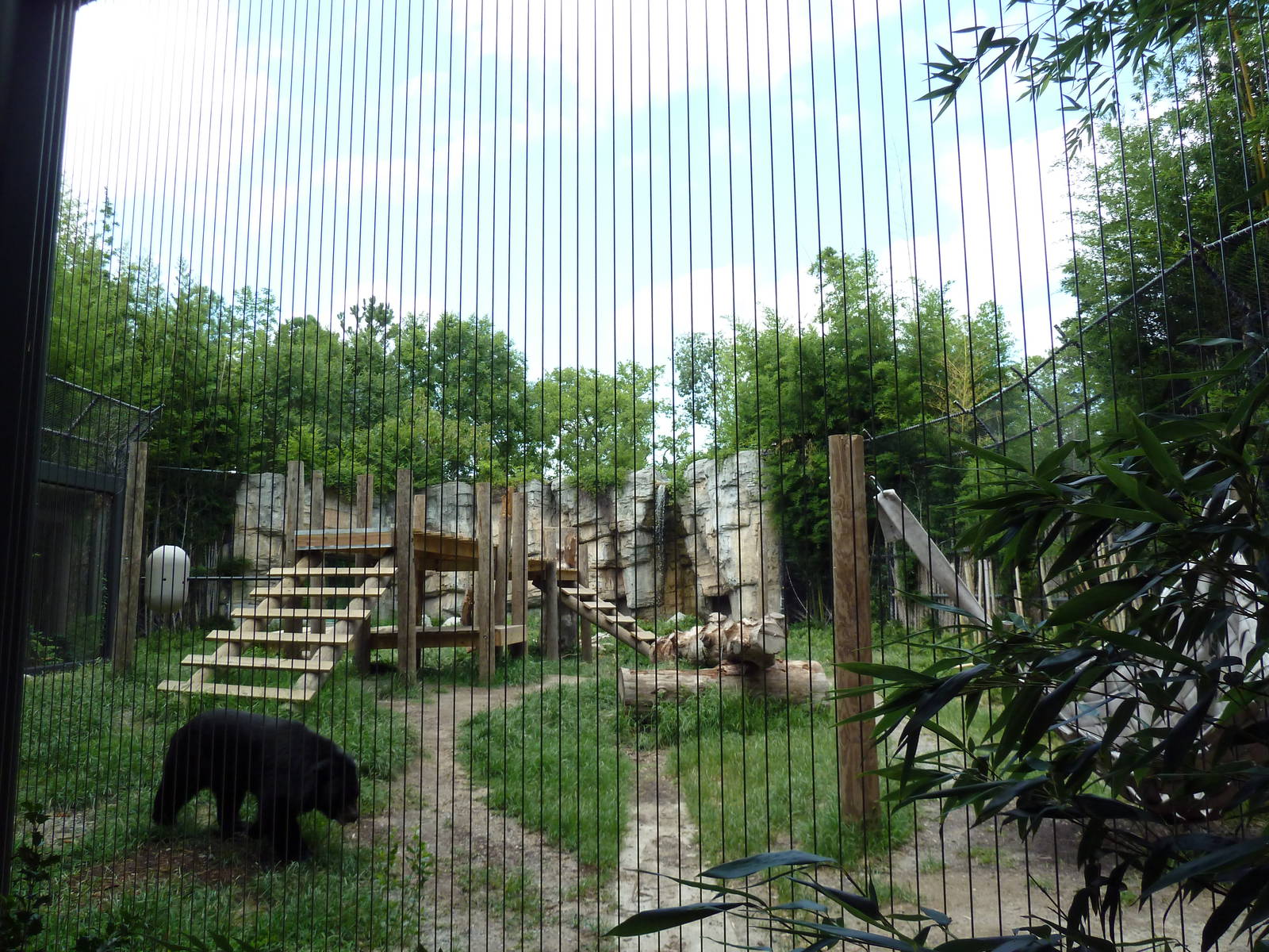 Trail of the Tiger - Asiatic Black Bear Exhibit