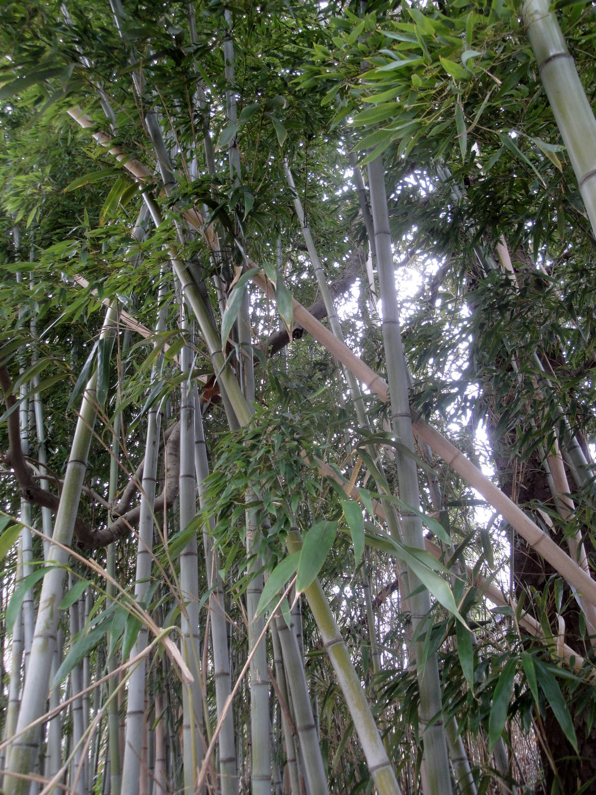 Trail of the Tiger - Bamboo