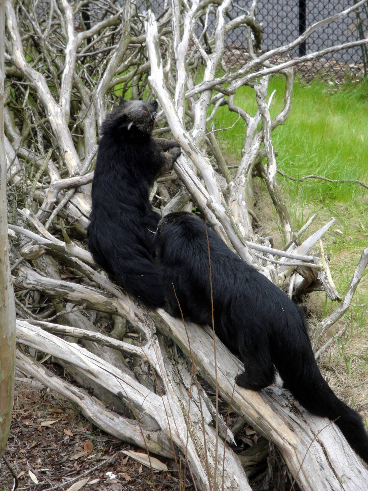 Trail of the Tiger - Binturong