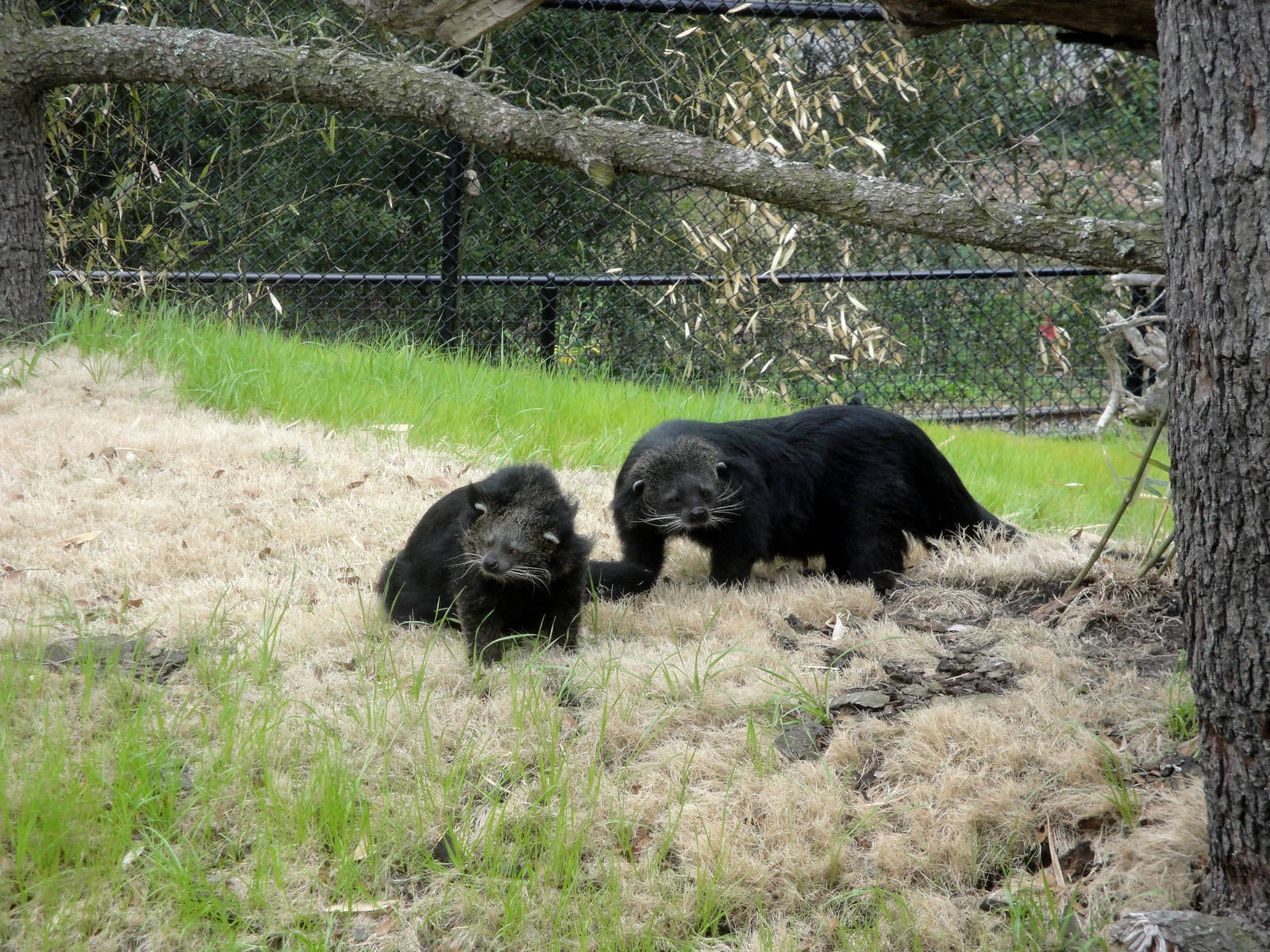 Trail of the Tiger - Binturong