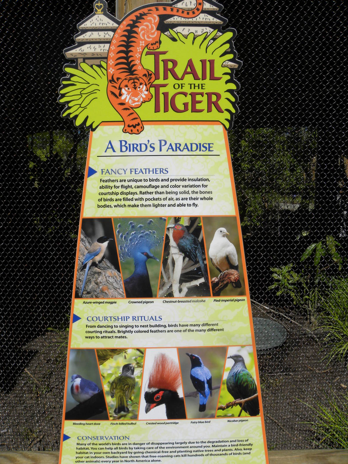Trail of the Tiger: Birds of Paradise