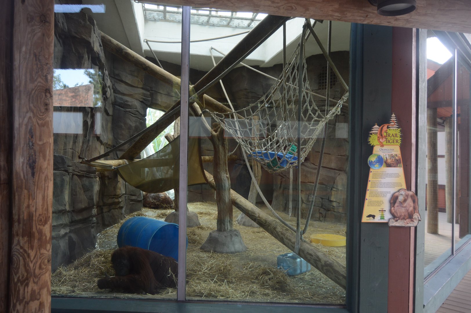 Trail of the Tiger - Bornean Orangutan (Pongo pygmaeus) Indoor Exhibit
