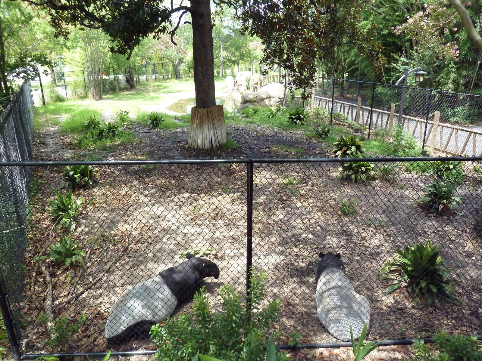 Trail of the Tiger - Malayan Tapir Exhibit