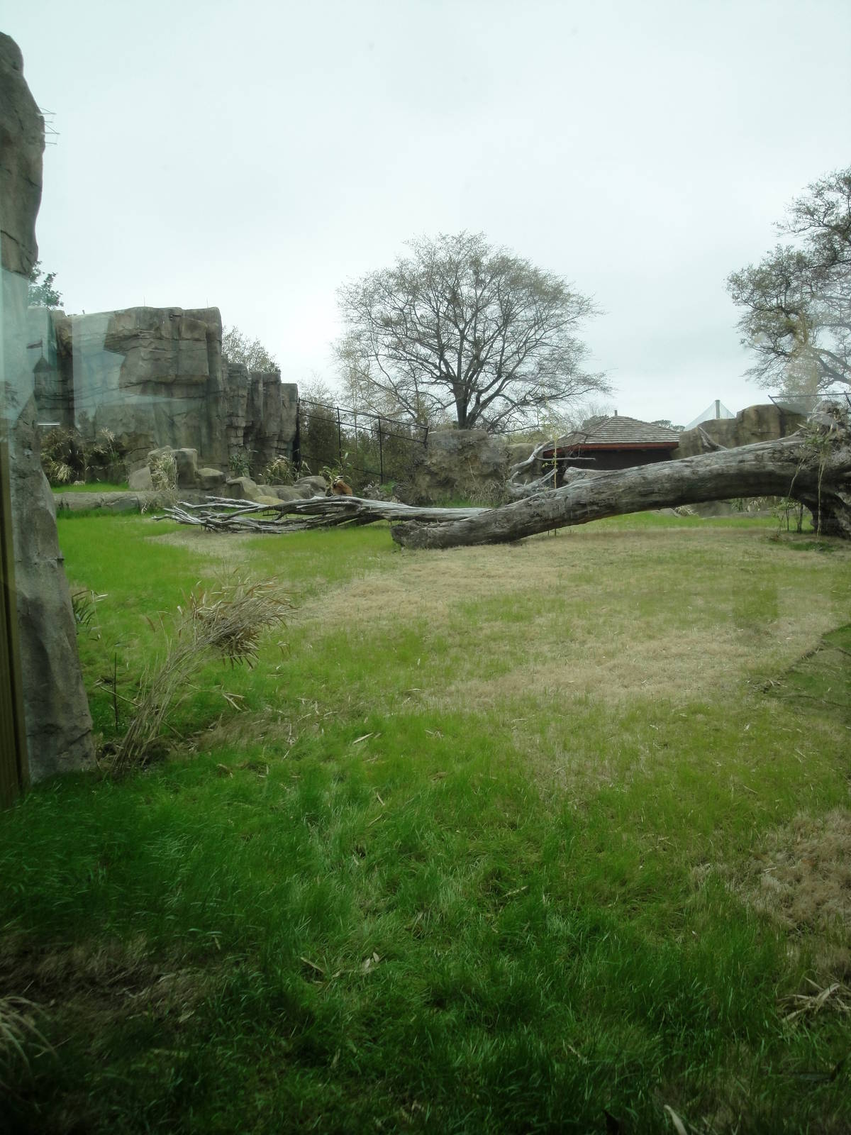 Trail of the Tiger - Malayan Tiger Exhibit