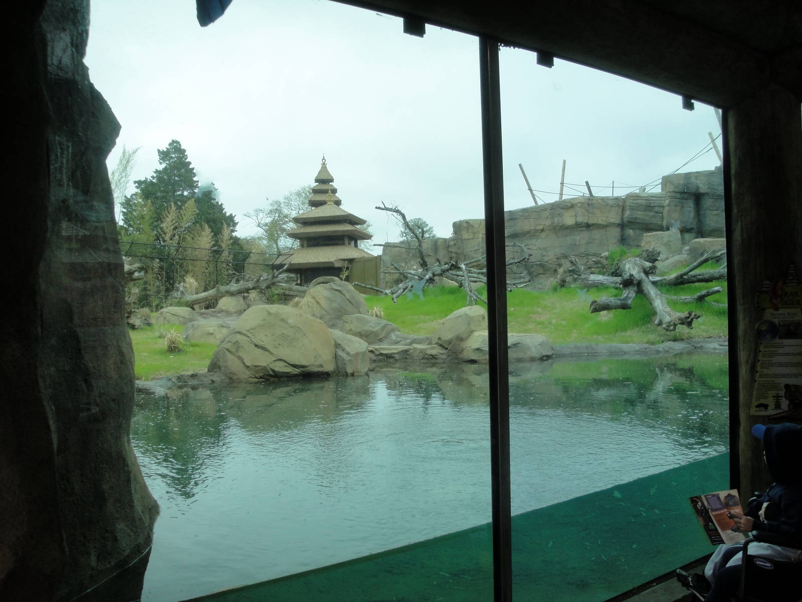 Trail of the Tiger - Malayan Tiger Exhibit