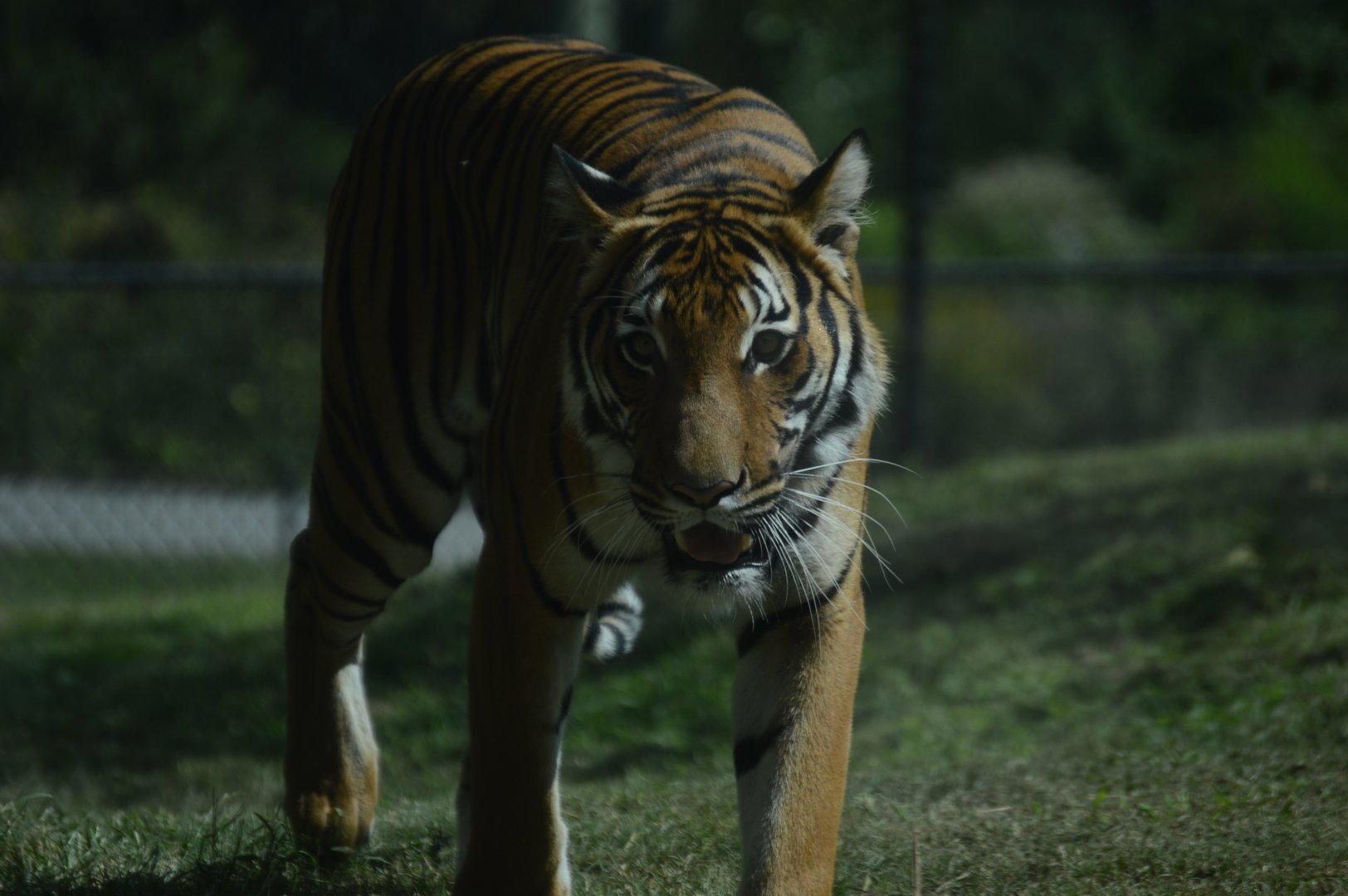 Trail of the Tiger - Malayan Tiger (Panthera tigris jacksoni)