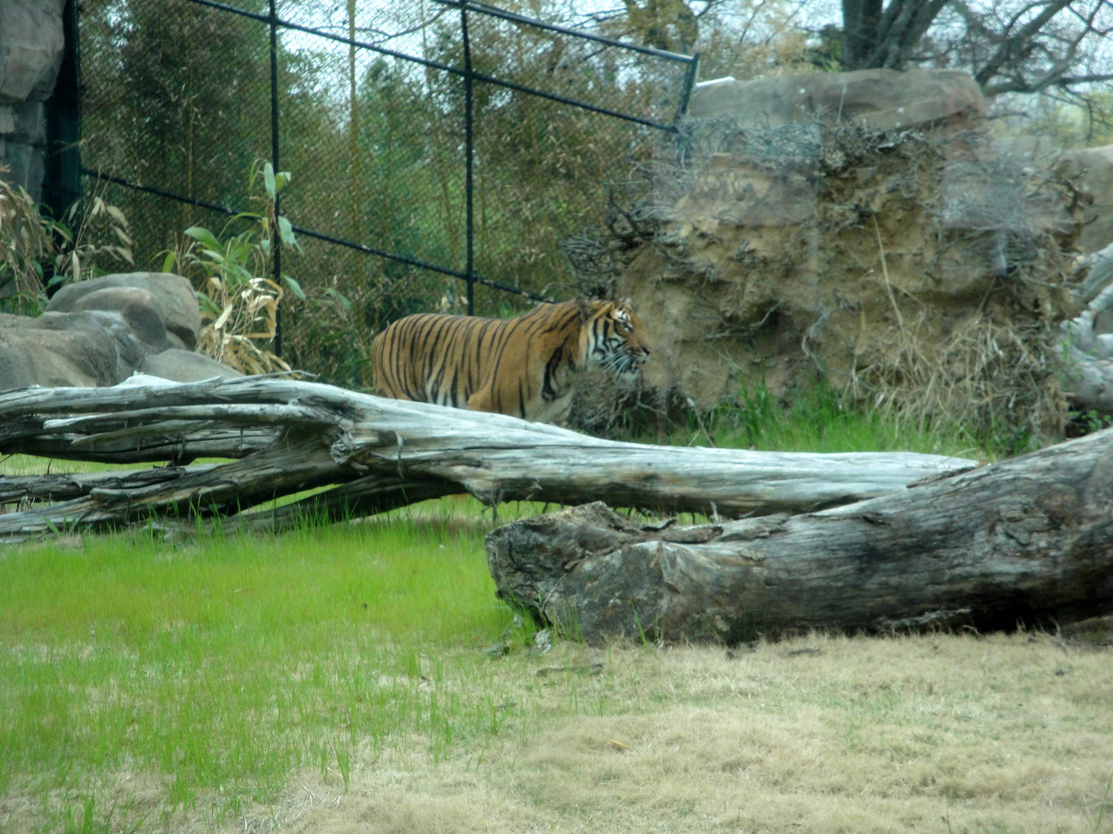 Trail of the Tiger - Malayan Tiger