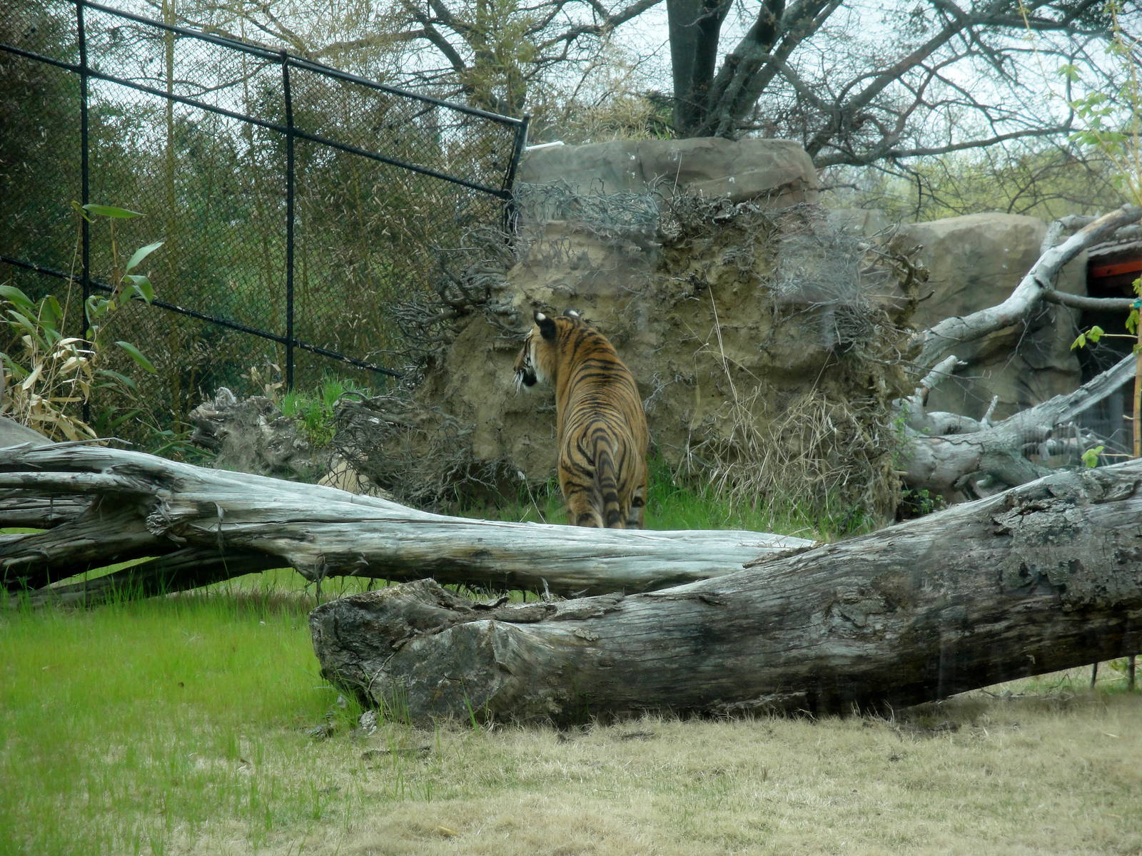 Trail of the Tiger - Malayan Tiger