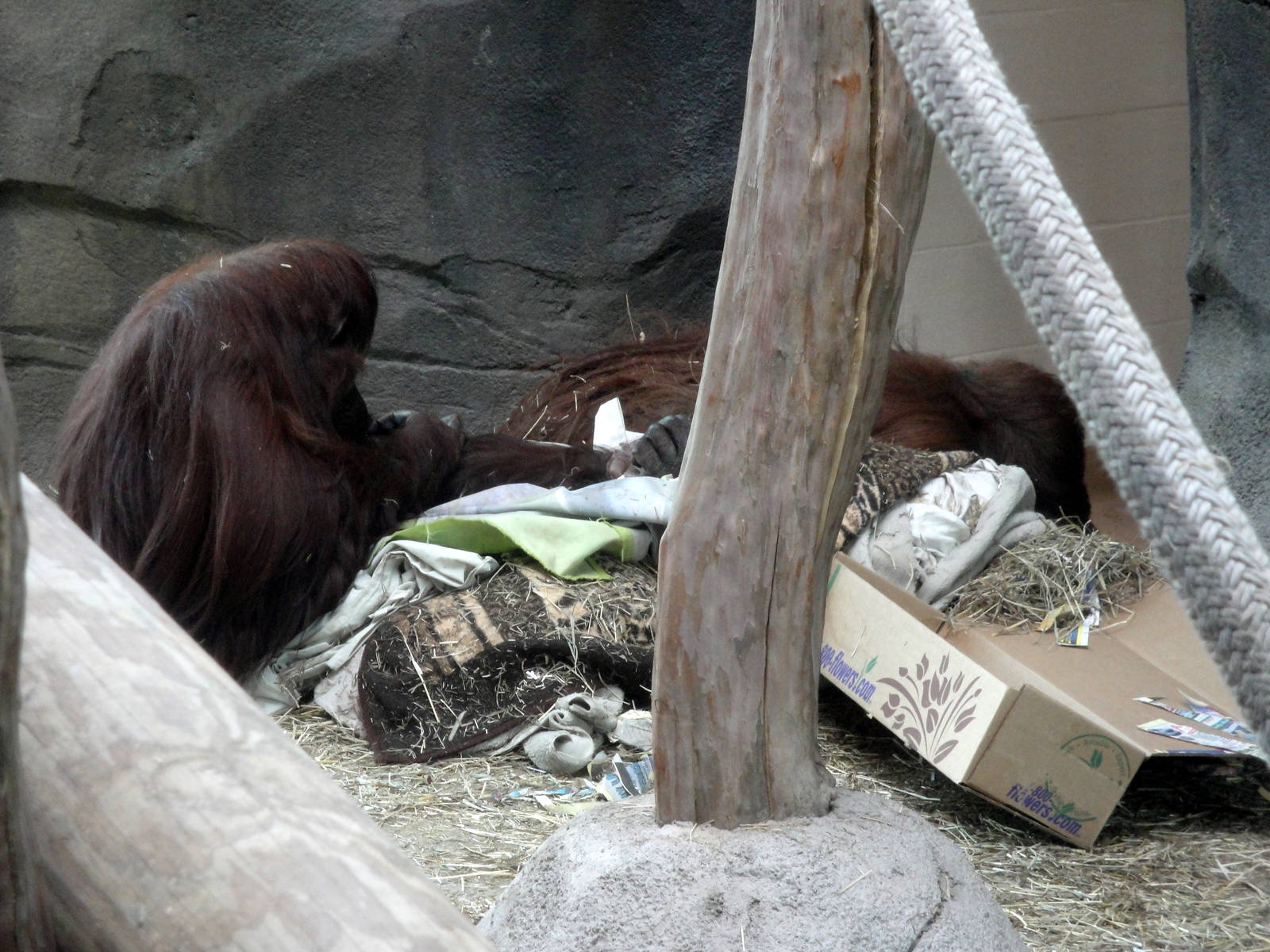 Trail of the Tiger - Orangutans