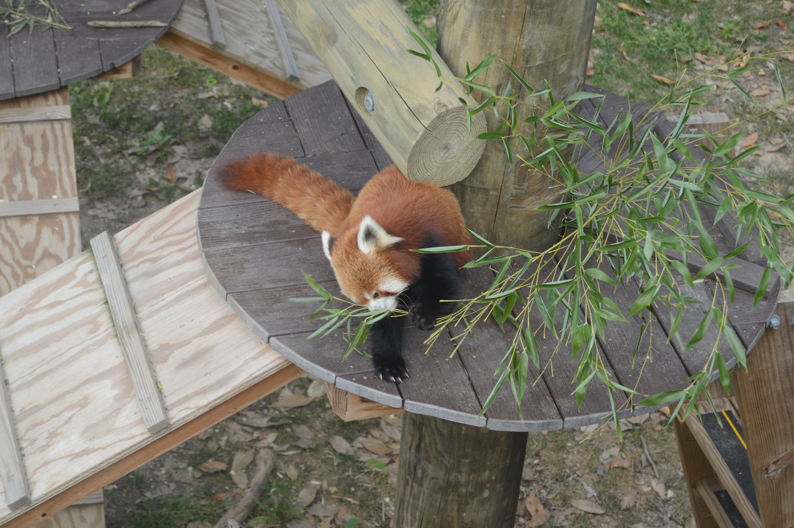 Trail of the Tiger - Red Panda (Ailurus fulgens)