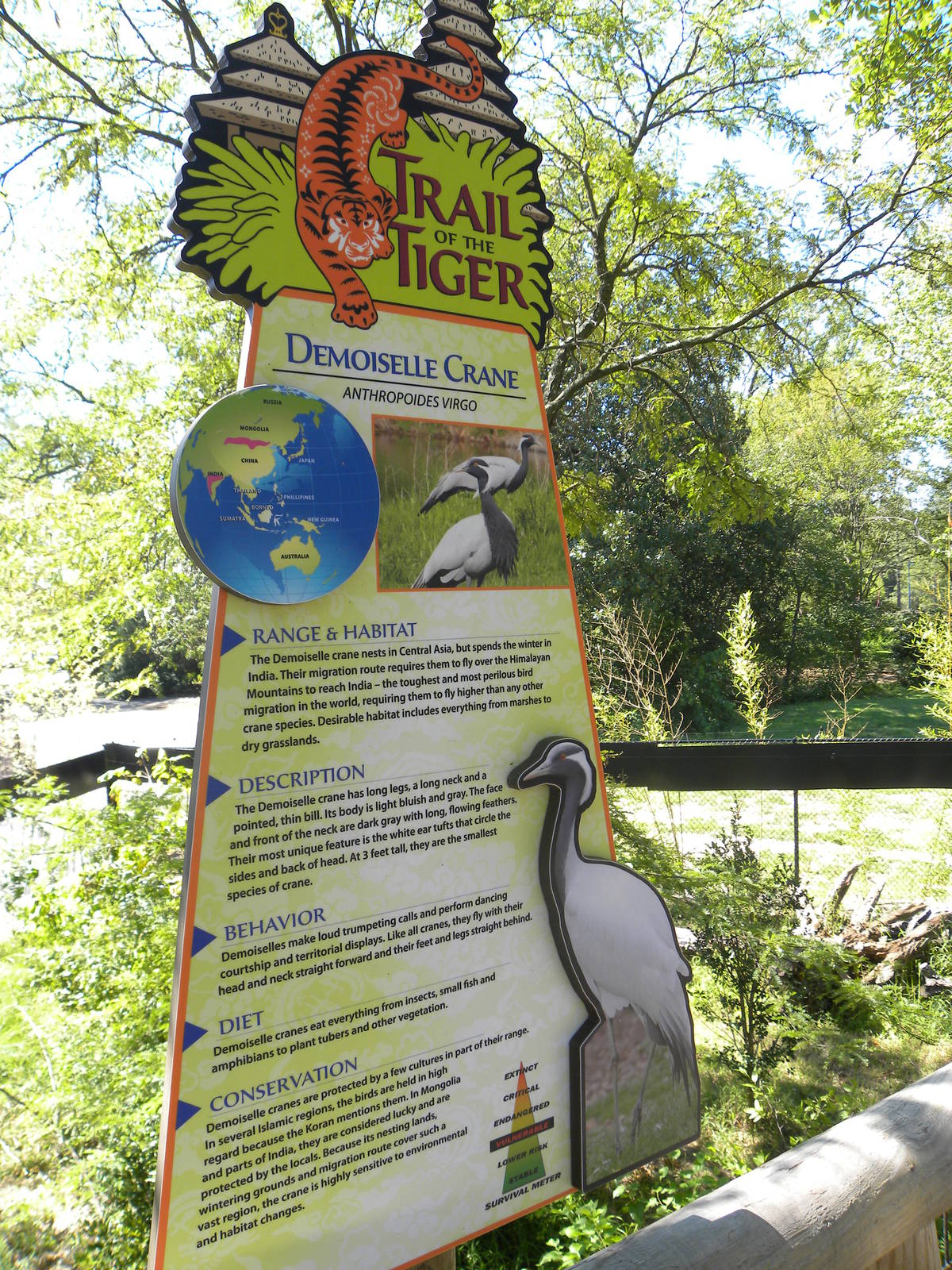 Trail of the Tiger: Red Panda/Demoiselle Crane Exhibit