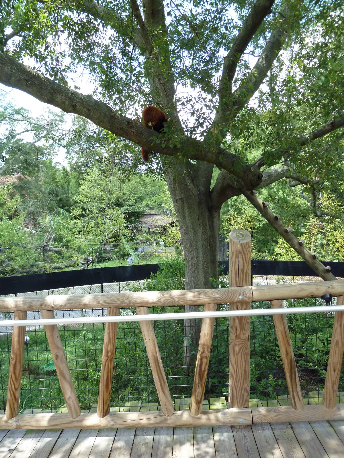 Trail of the Tiger - Red Panda/Demoiselle Crane Exhibit